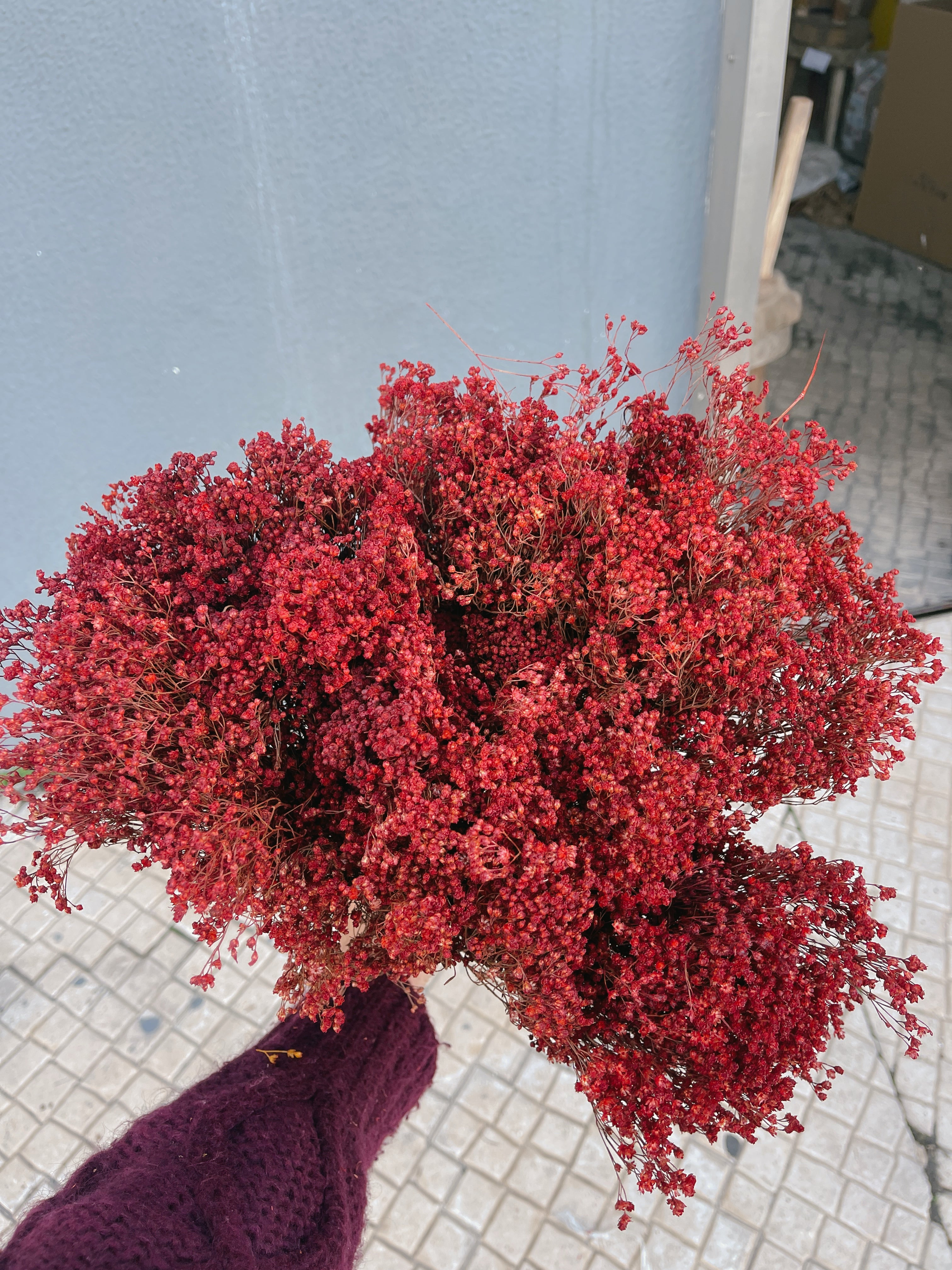 Dried Red Broom Bloom Flowers