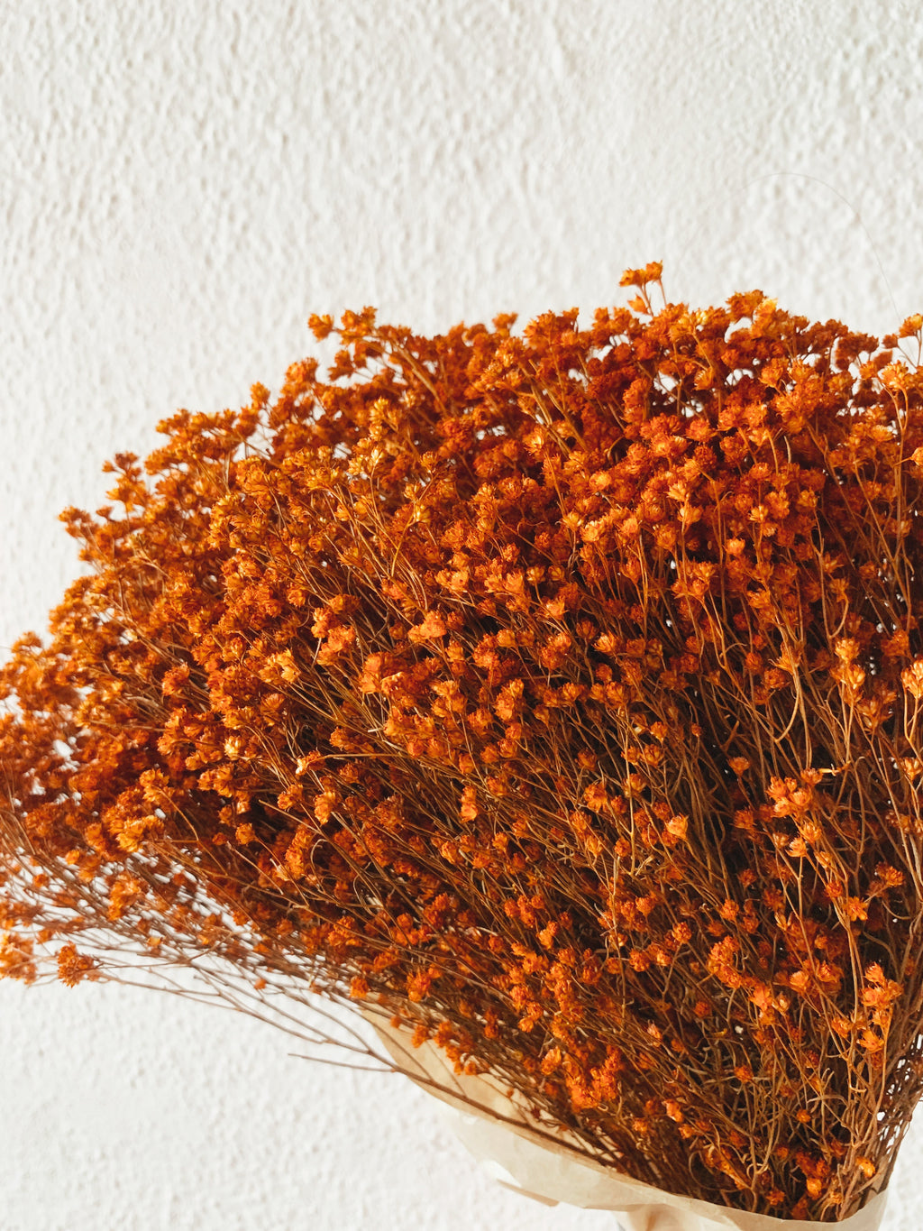 Flores Secas Broom Bloom Laranja