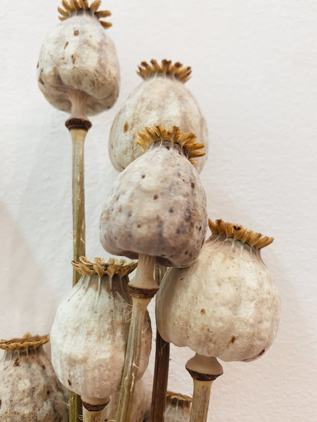 Dried Flowers Natural Papaver