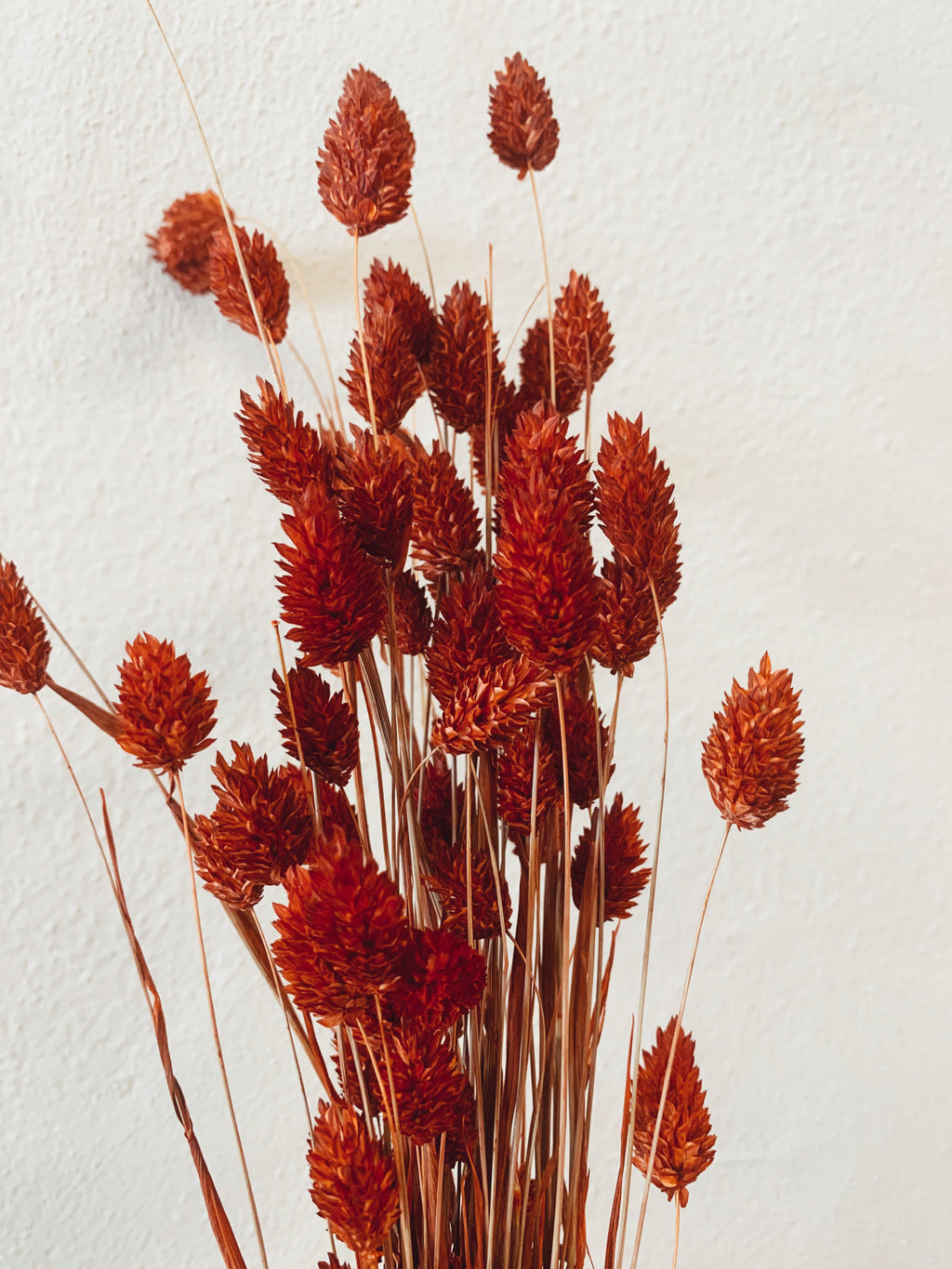 Dried Red Phalaris Flowers