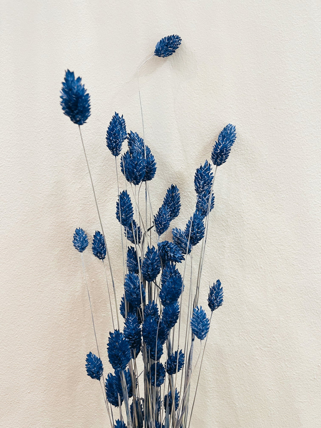 Dried Blue Phalaris Flowers
