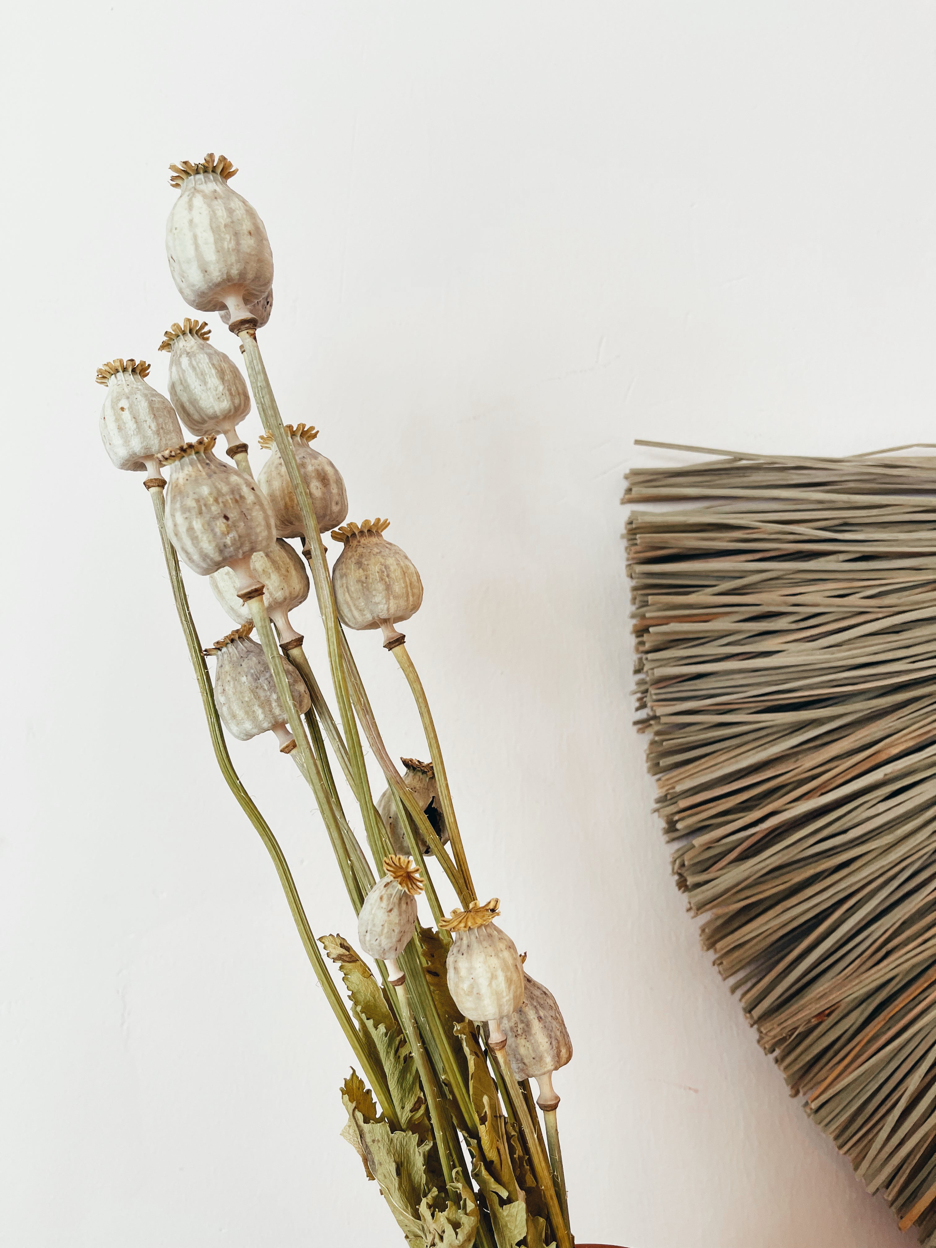 Flores Secas Papaver Natural