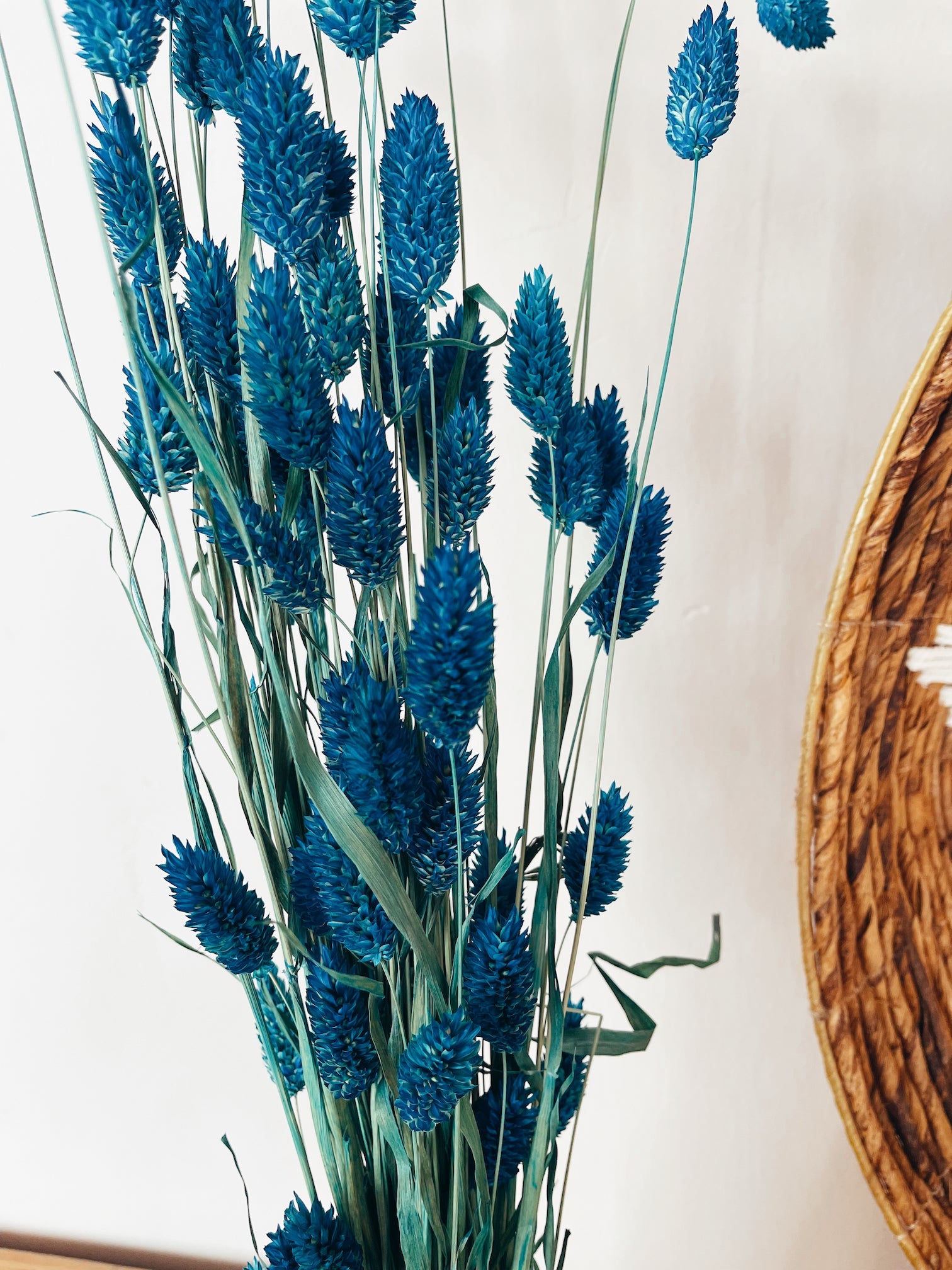 Flores Secas Phalaris Azul