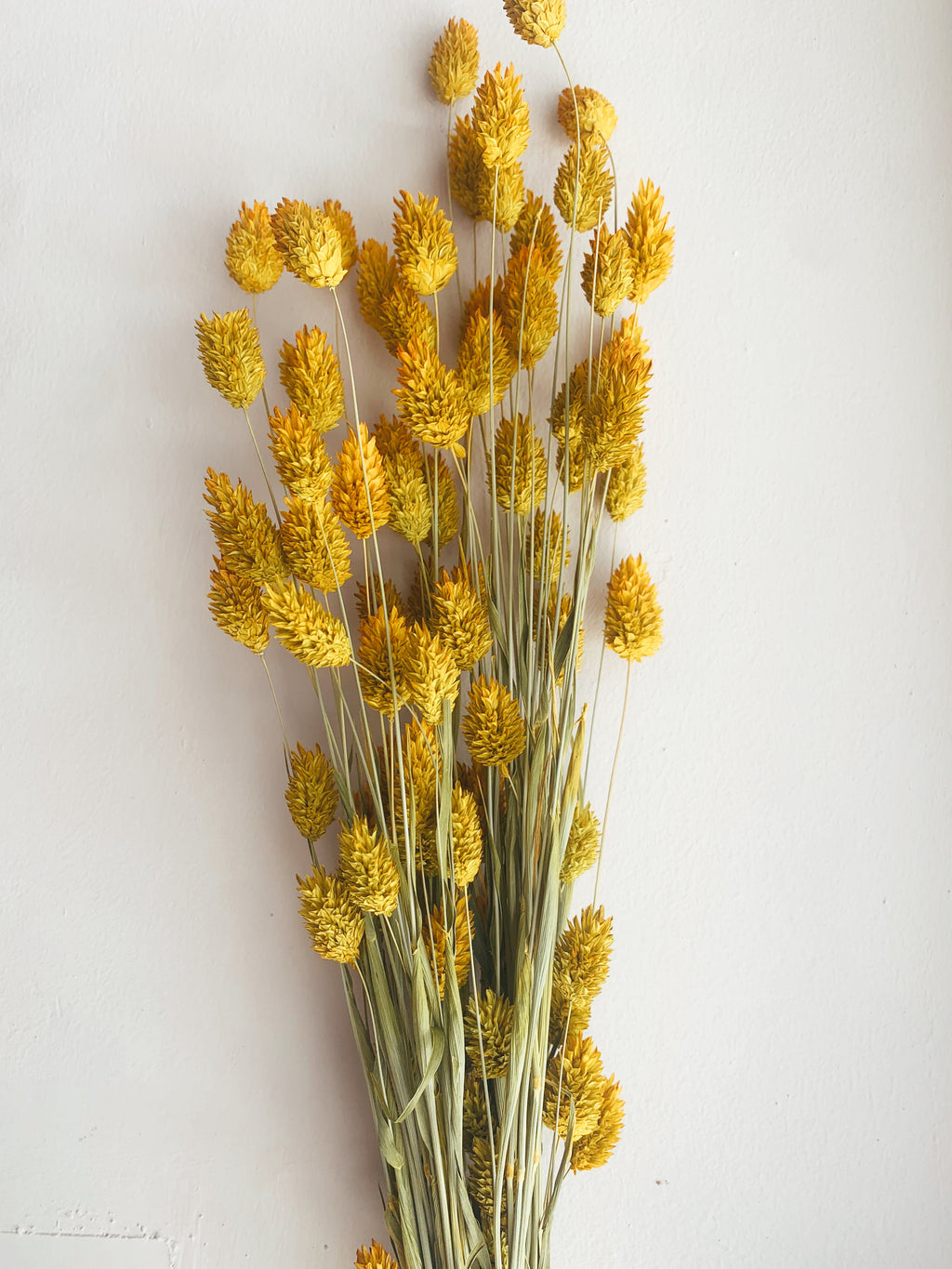 Dried Flowers Yellow Phalaris