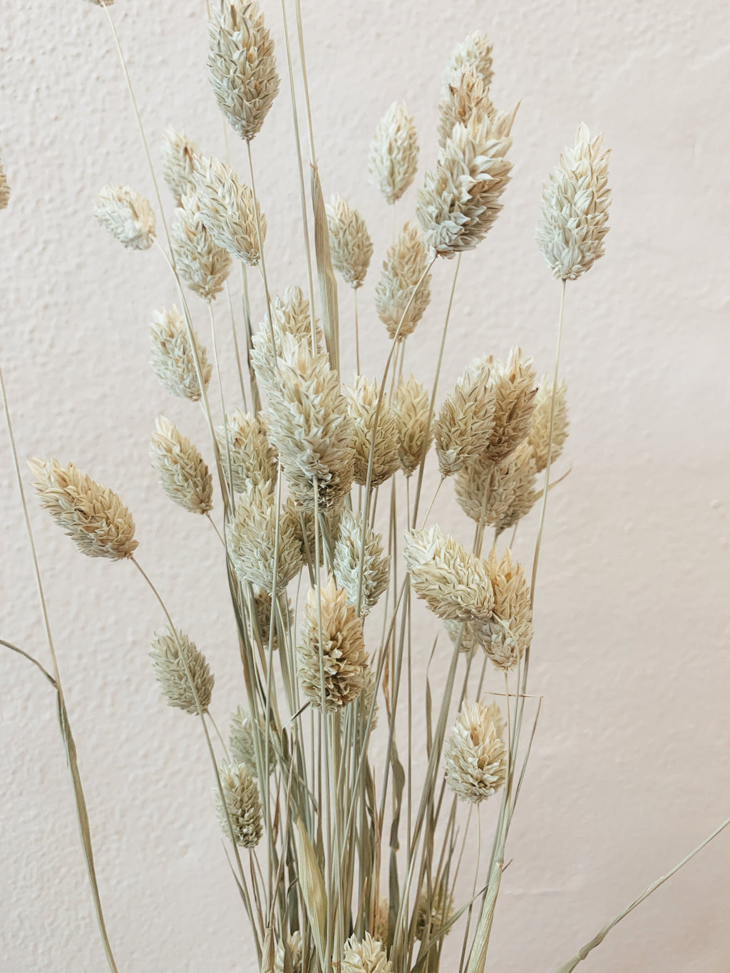 Dried Natural Phalaris Flowers