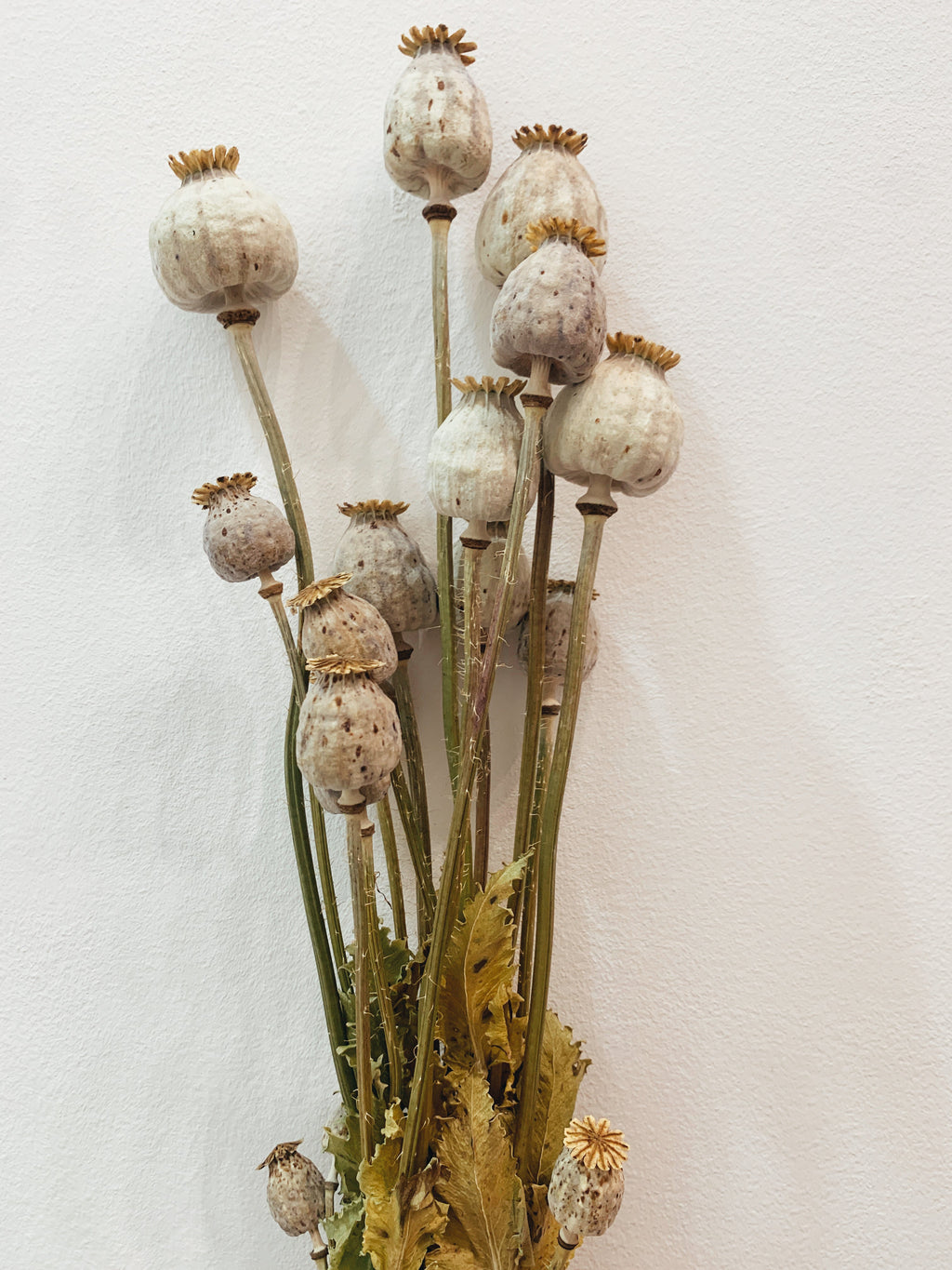 Dried Flowers Natural Papaver