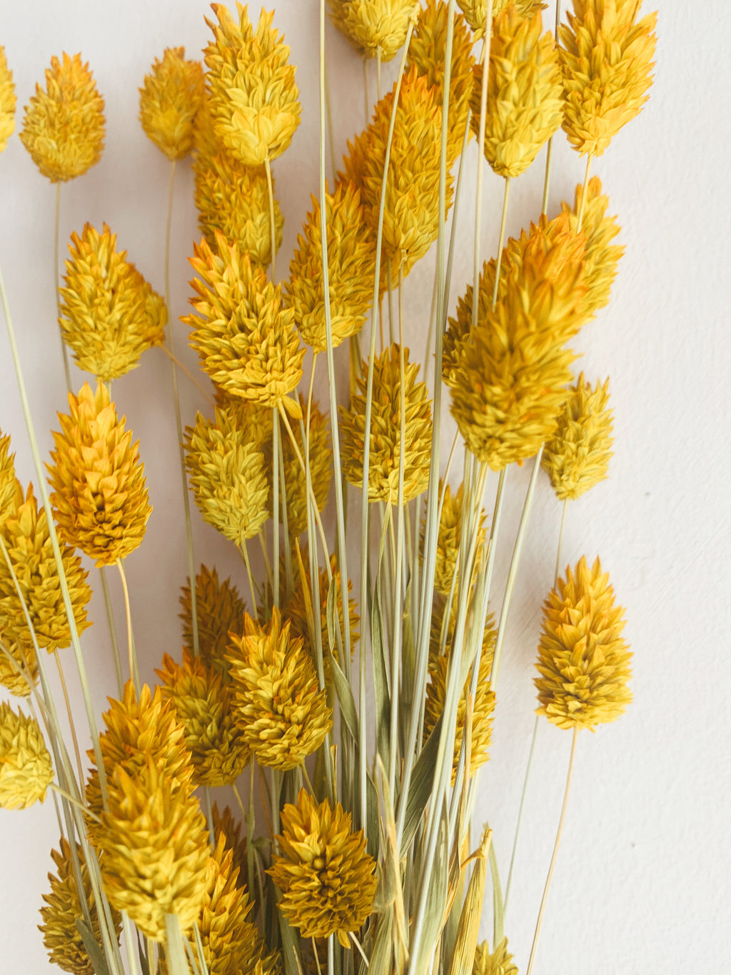Dried Flowers Yellow Phalaris
