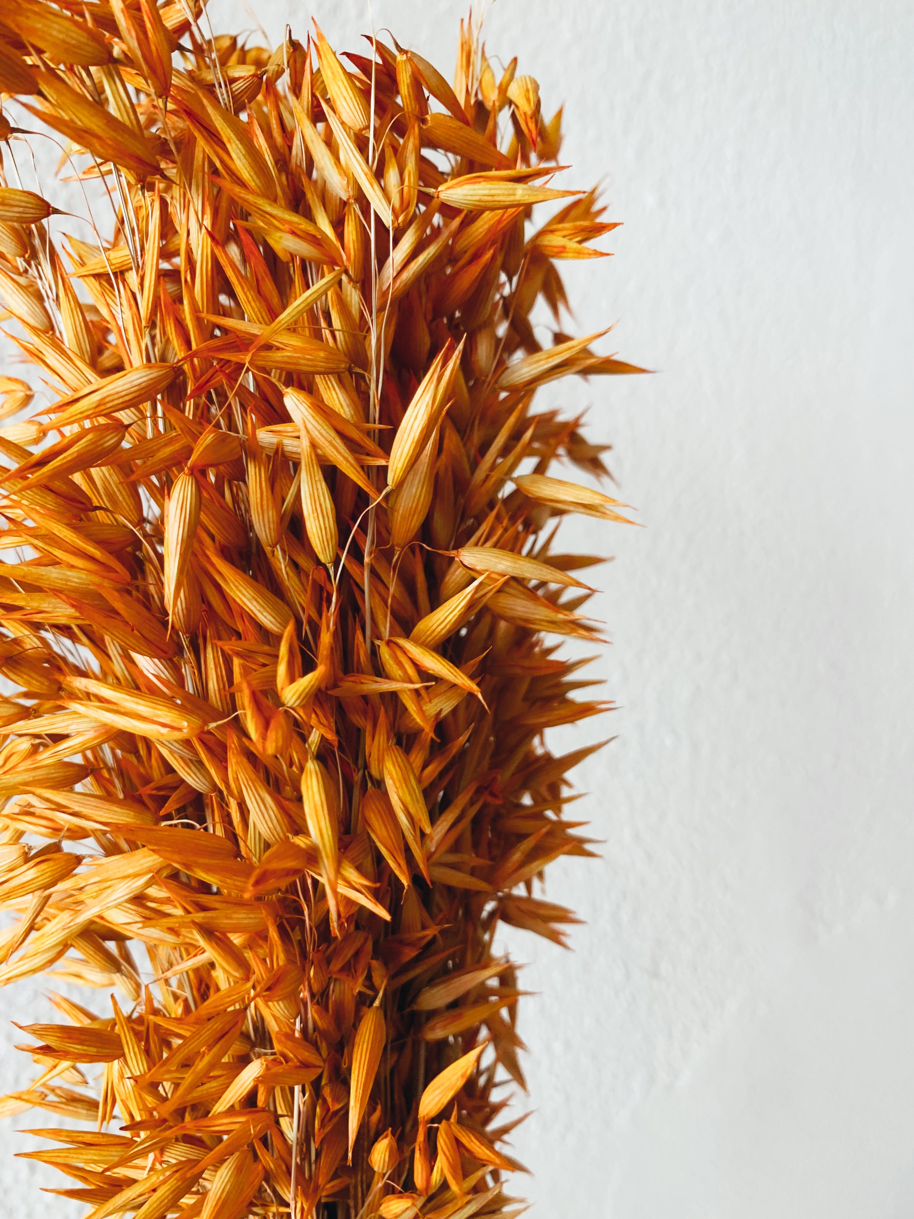 Orange Spike Dried Flowers