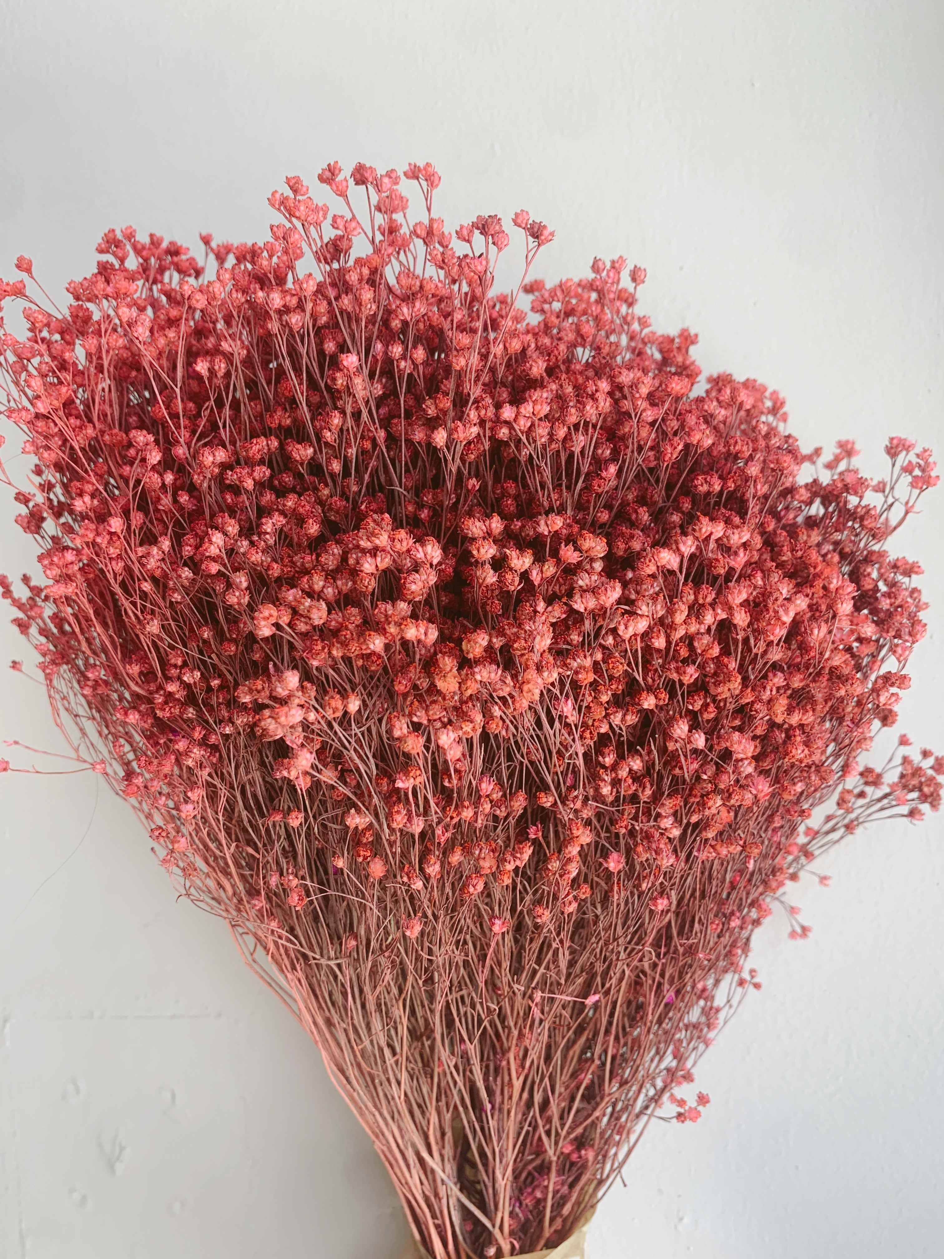 Dried Broom Bloom Flowers Pink