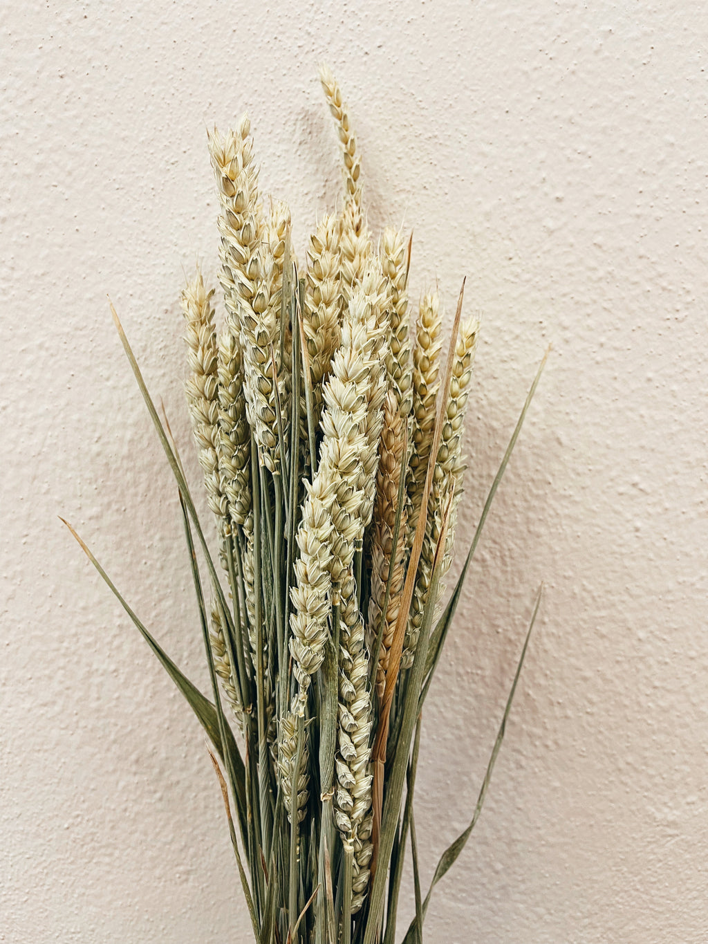 Dried Flowers Natural Wheat
