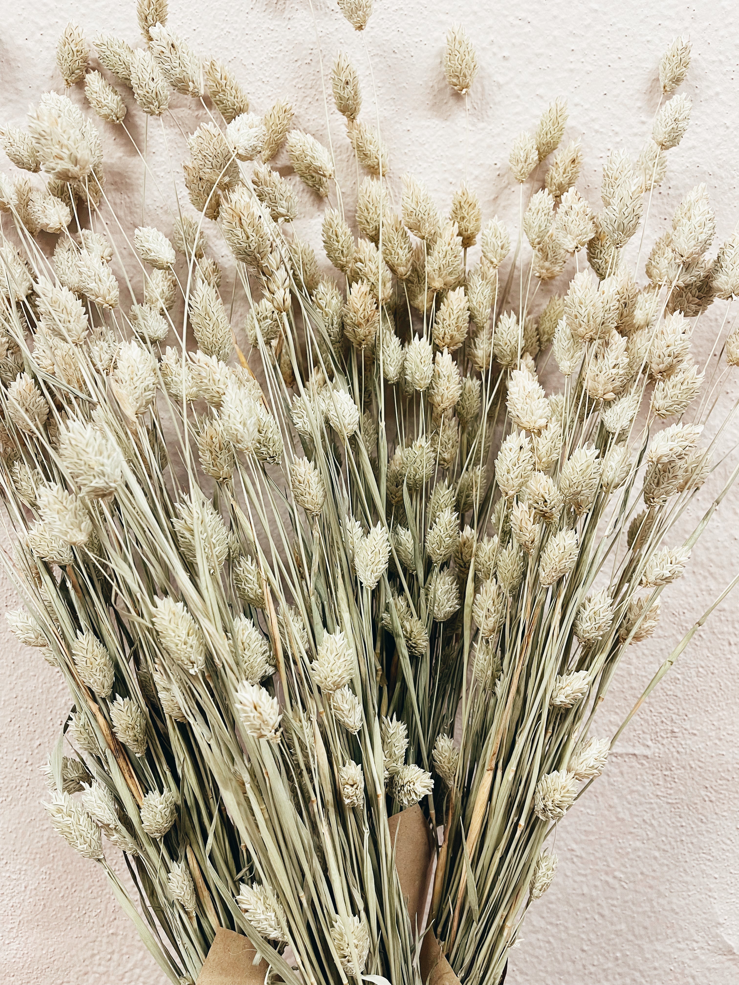 Dried Natural Phalaris Flowers