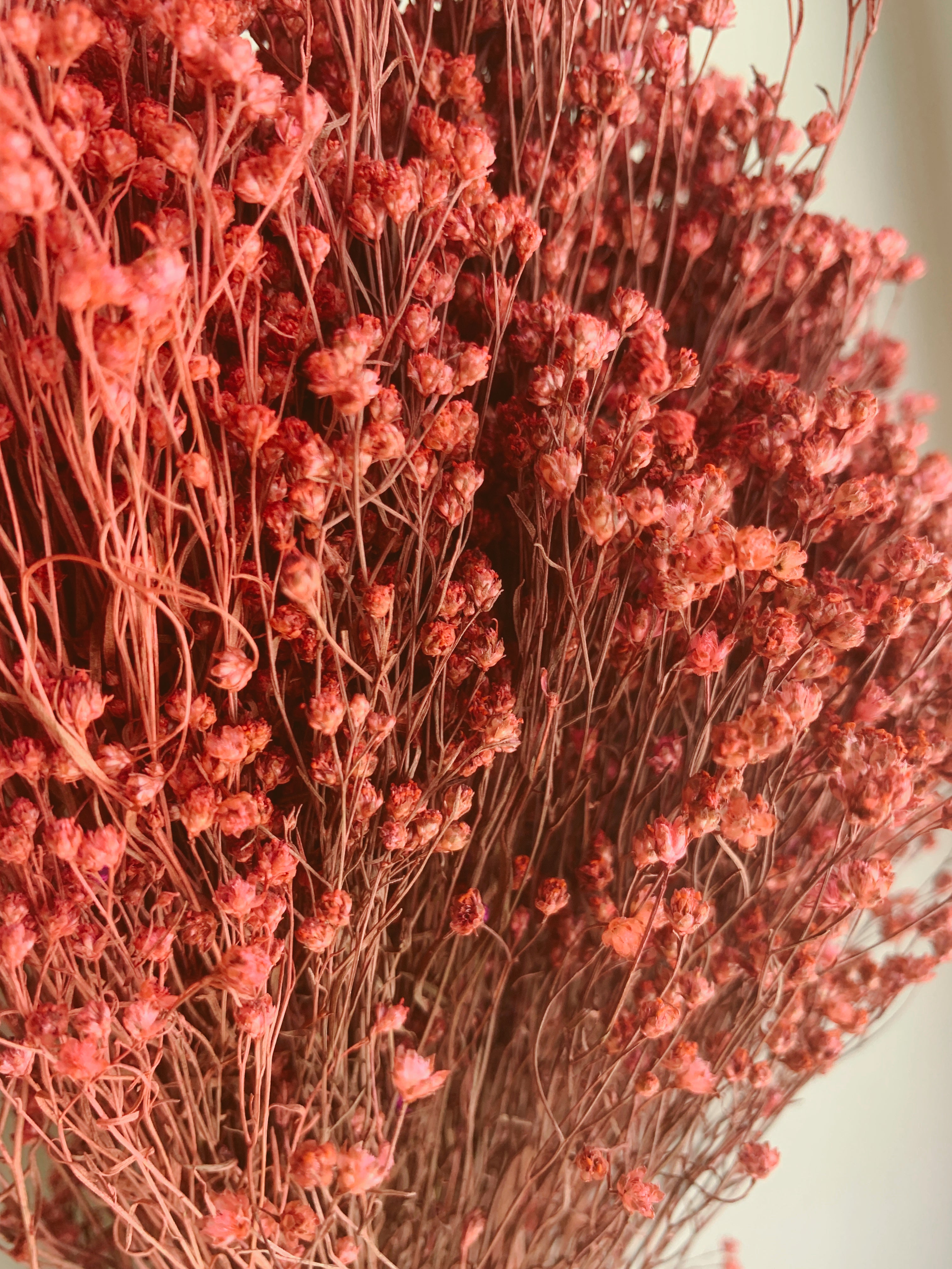 Dried Broom Bloom Flowers Pink