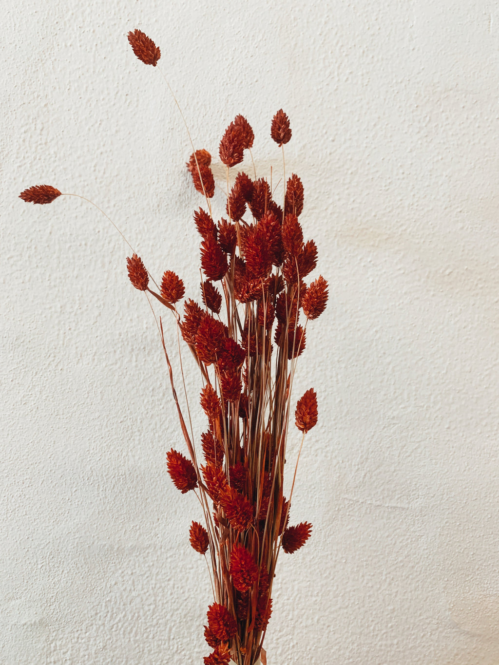 Dried Red Phalaris Flowers