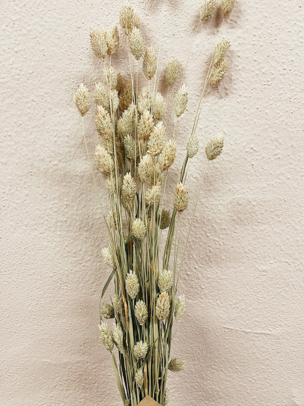 Dried Natural Phalaris Flowers