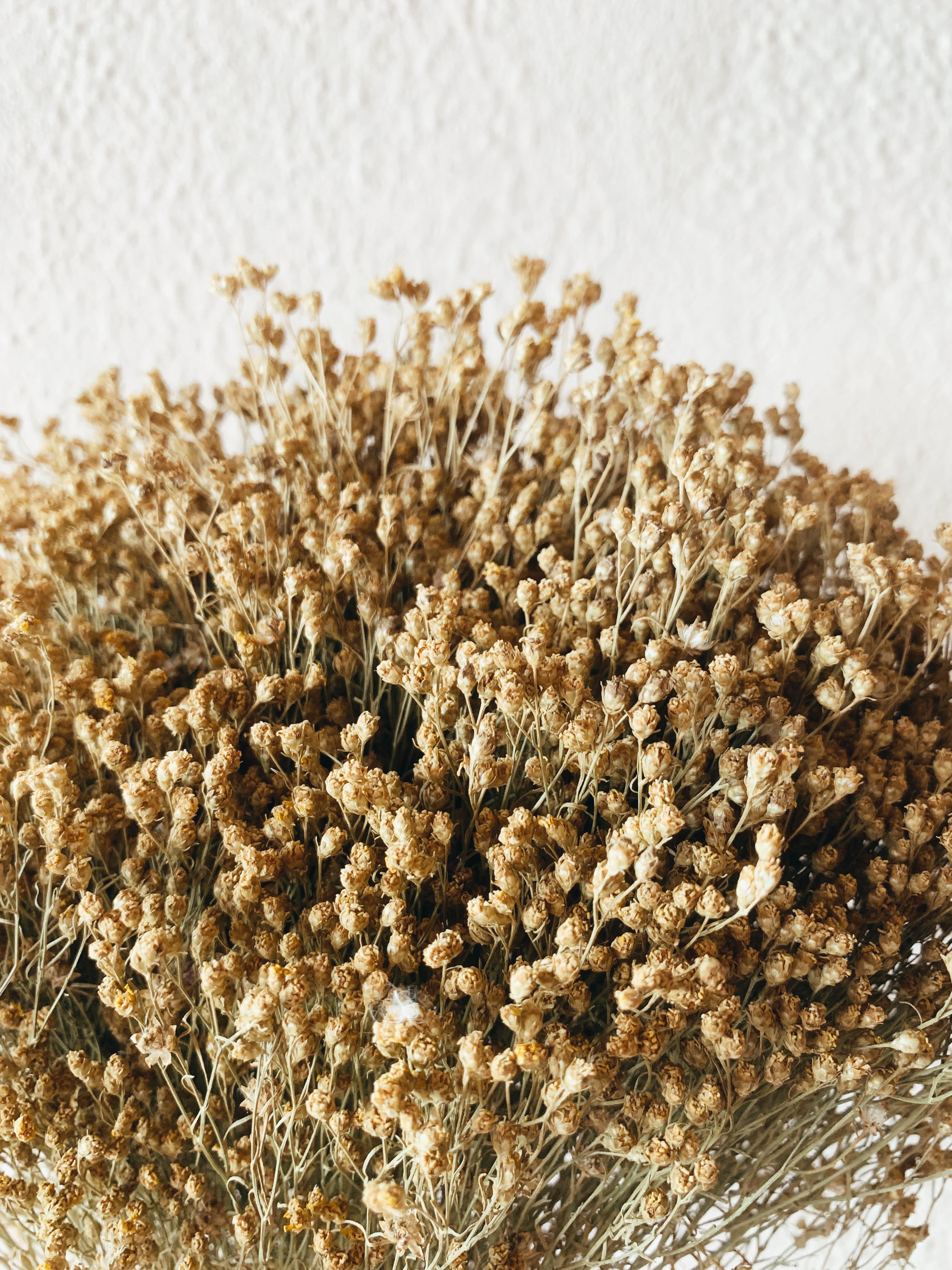 Dried Flowers Broom Bloom Natural
