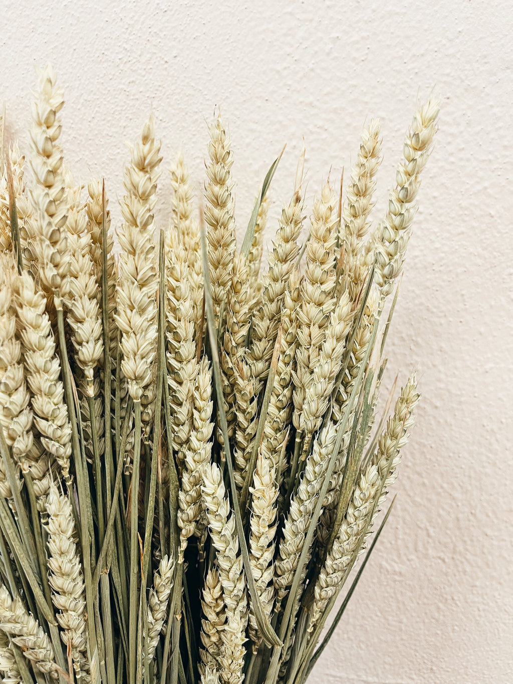 Dried Flowers Natural Wheat