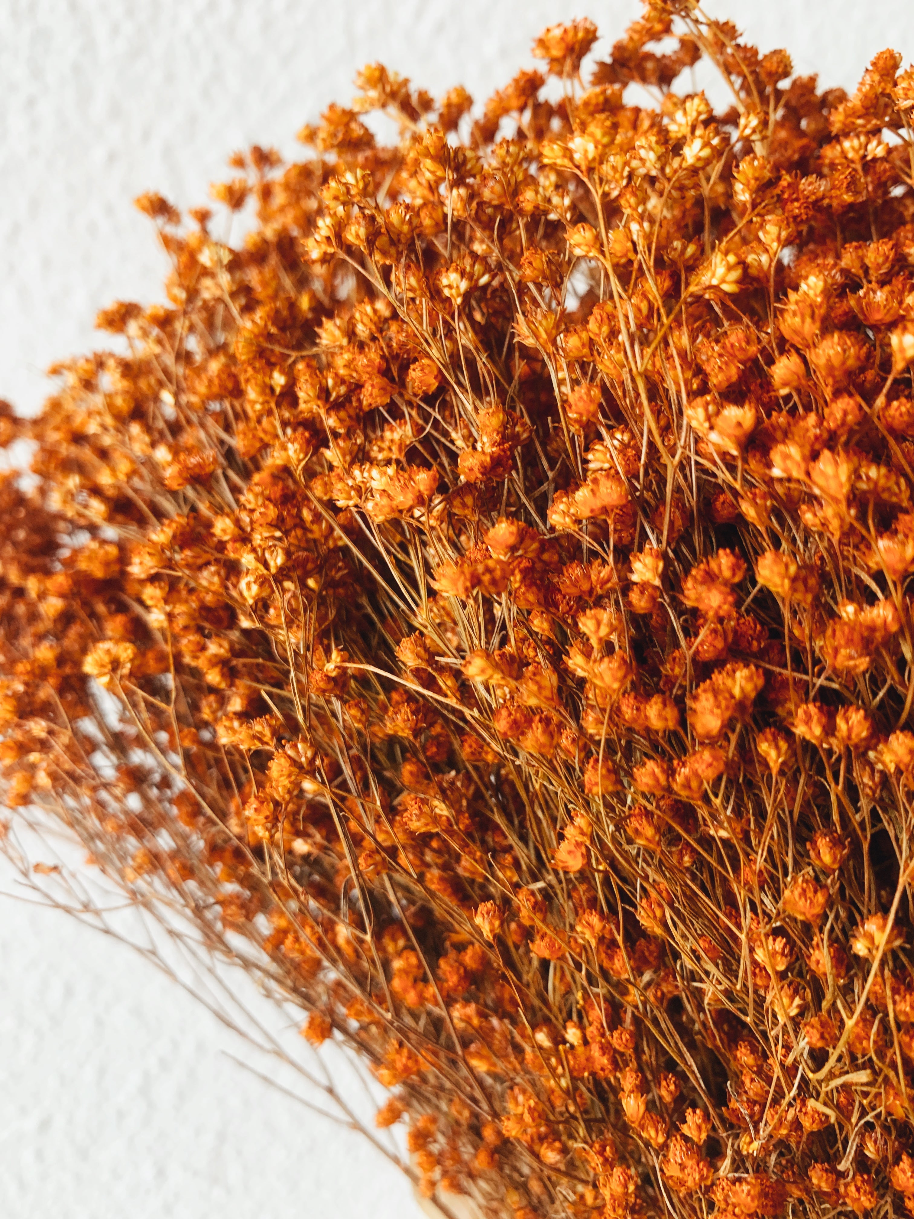Dried Flowers Broom Bloom Orange