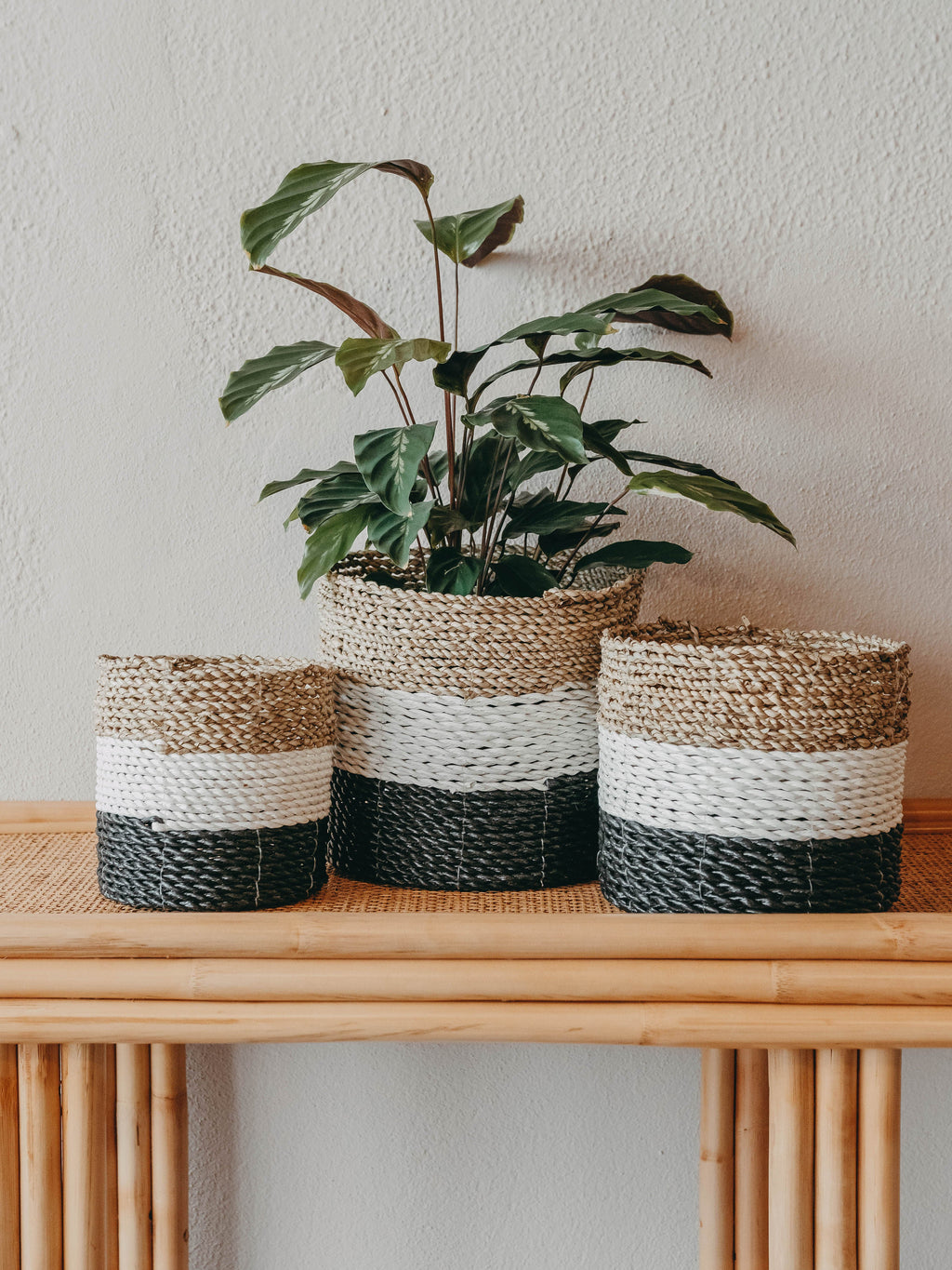 Cesto Asmara Tricolor