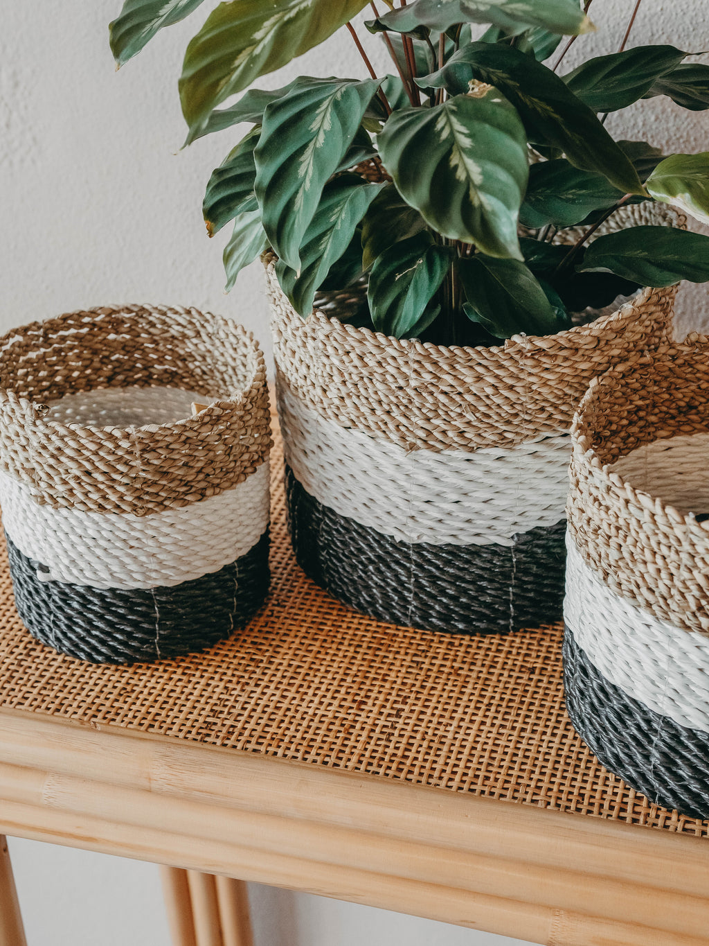 Cesto Asmara Tricolor