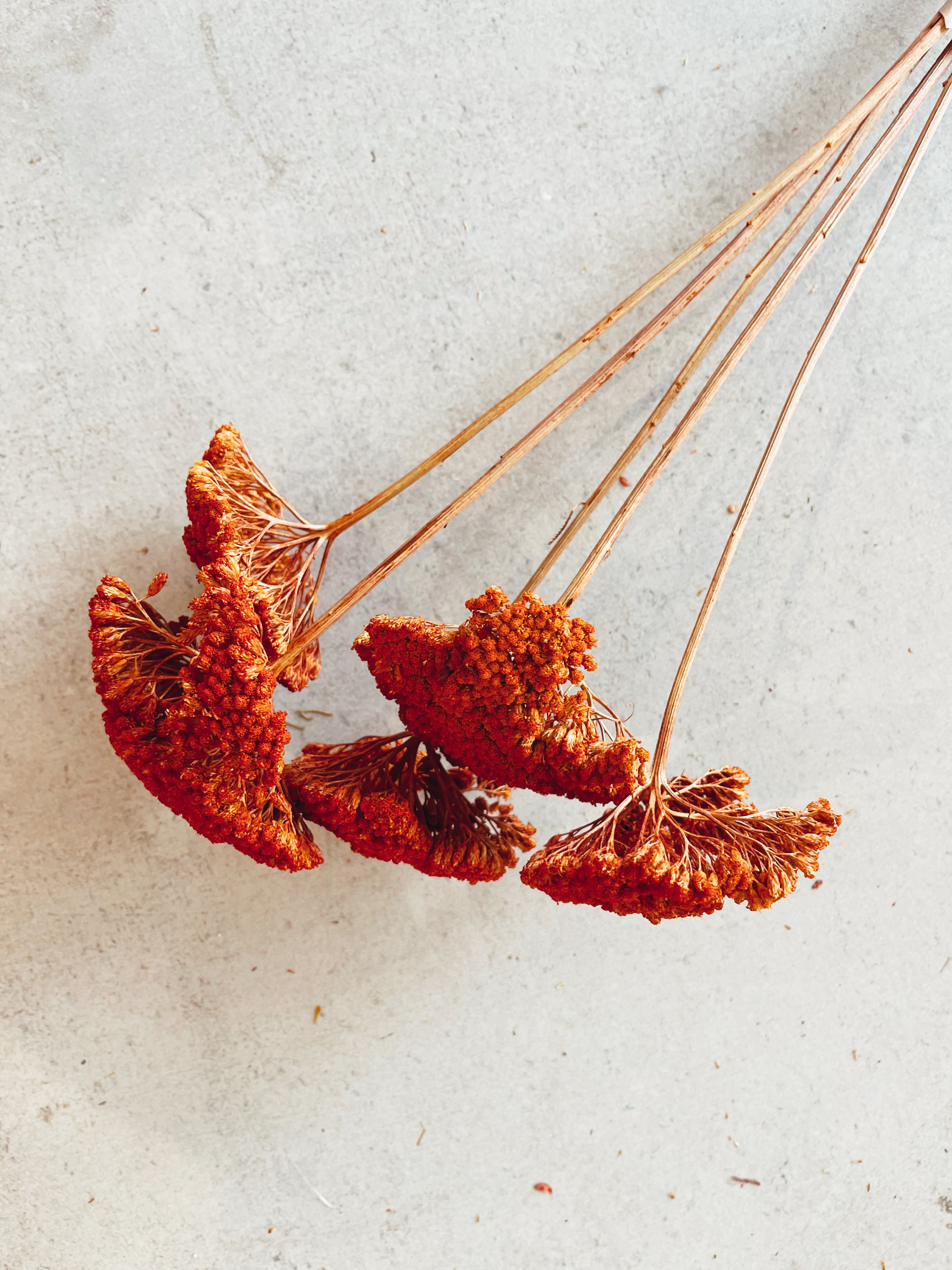 Dried Flowers Achillea Parker Red
