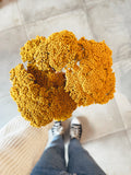 Dried Flowers Achillea Parker Yellow