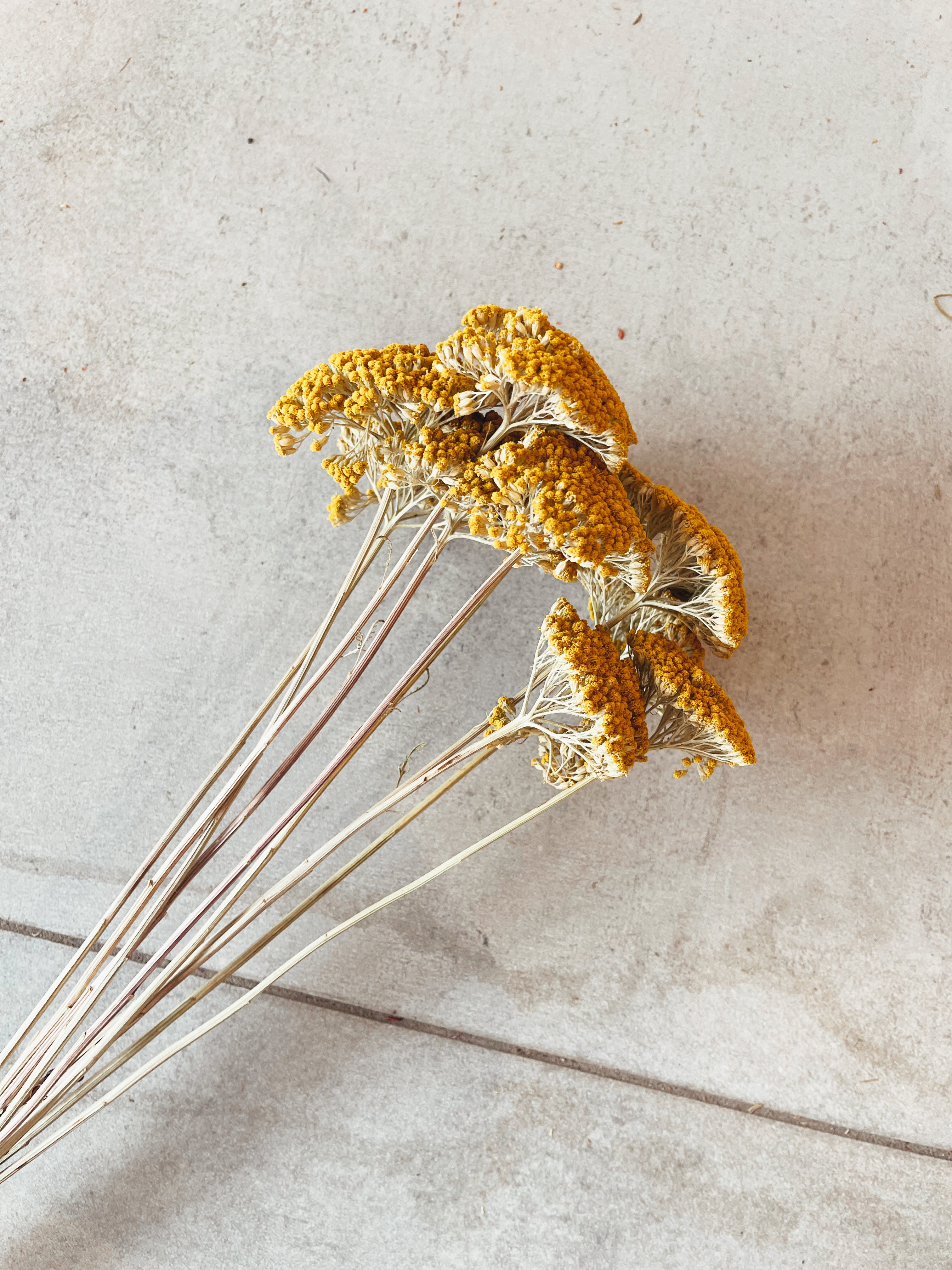 Dried Flowers Achillea Parker Yellow