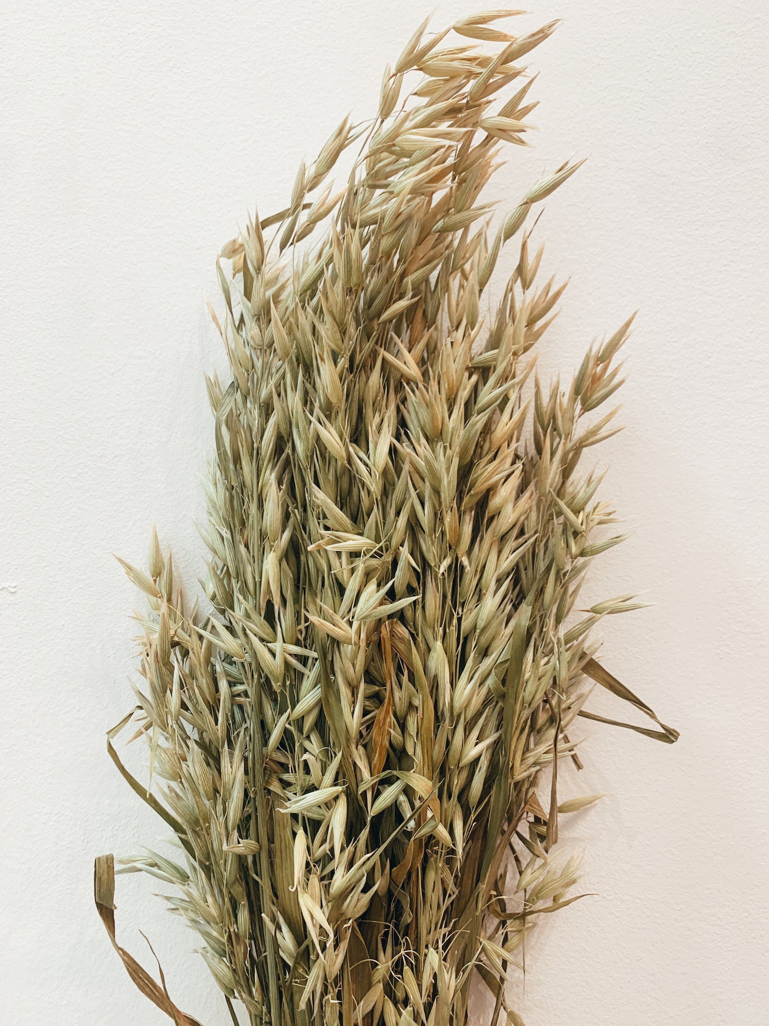 Flores Secas Espiga Natural