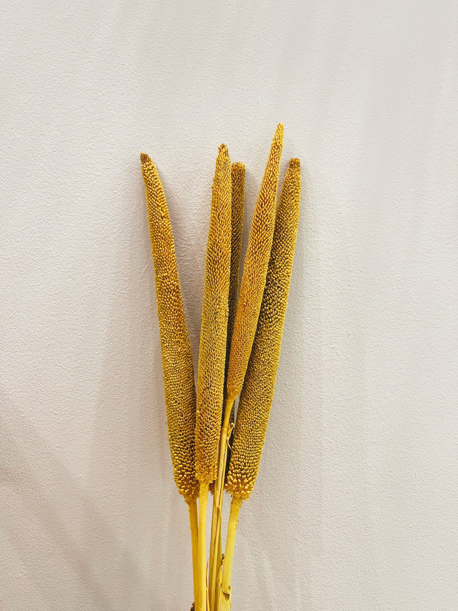 Dried Yellow Babala Flowers