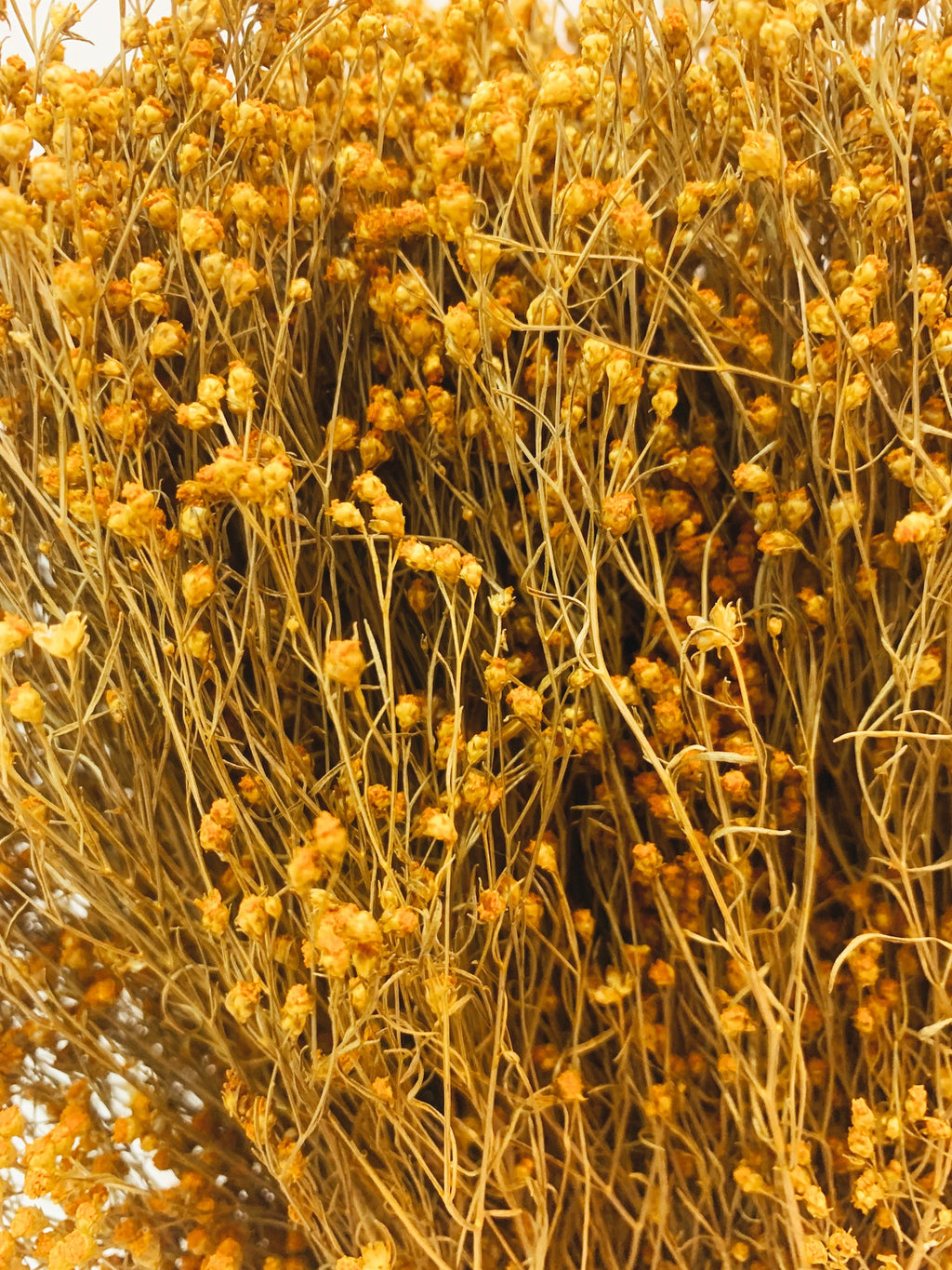 Flores Secas Broom Bloom Amarela