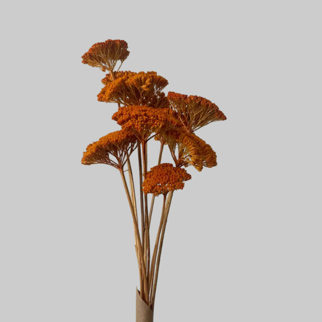 flor seca parker laranja 