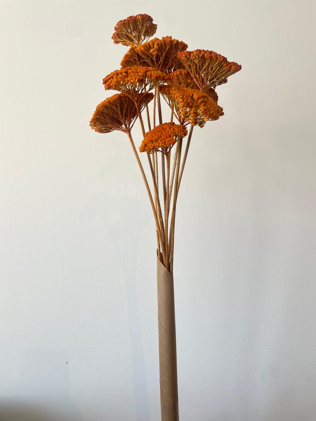 flor seca parker laranja 