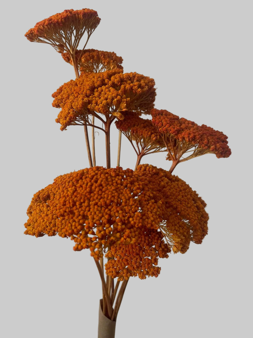 flor seca parker laranja 