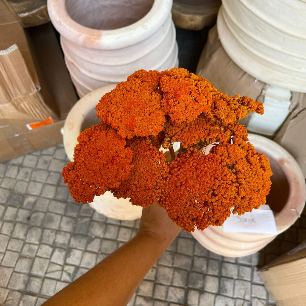 flor seca parker laranja 