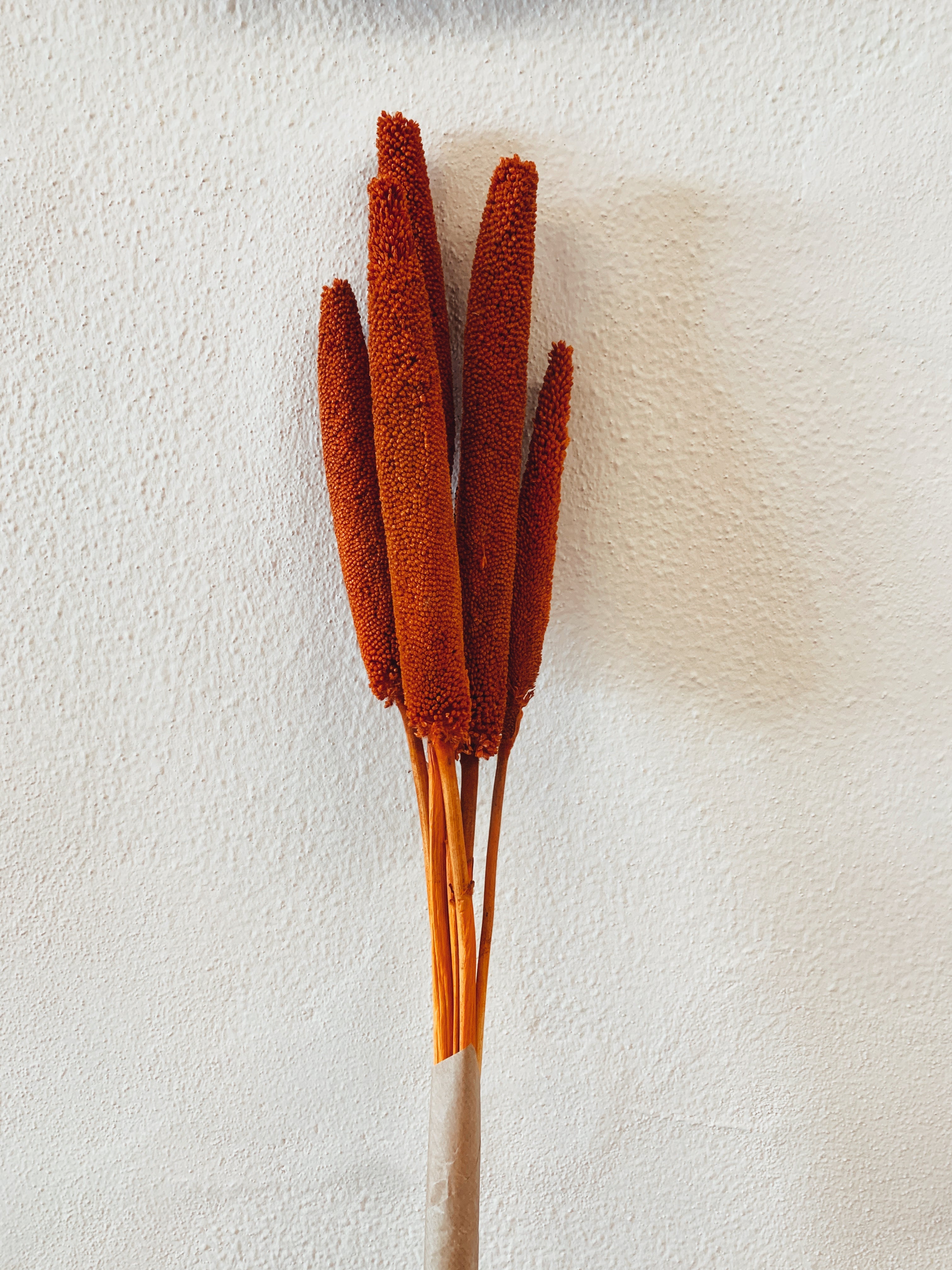 Dried Babala Flowers Orange