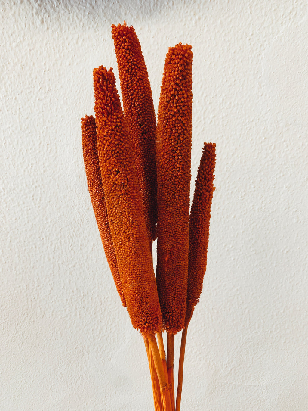 Dried Babala Flowers Orange