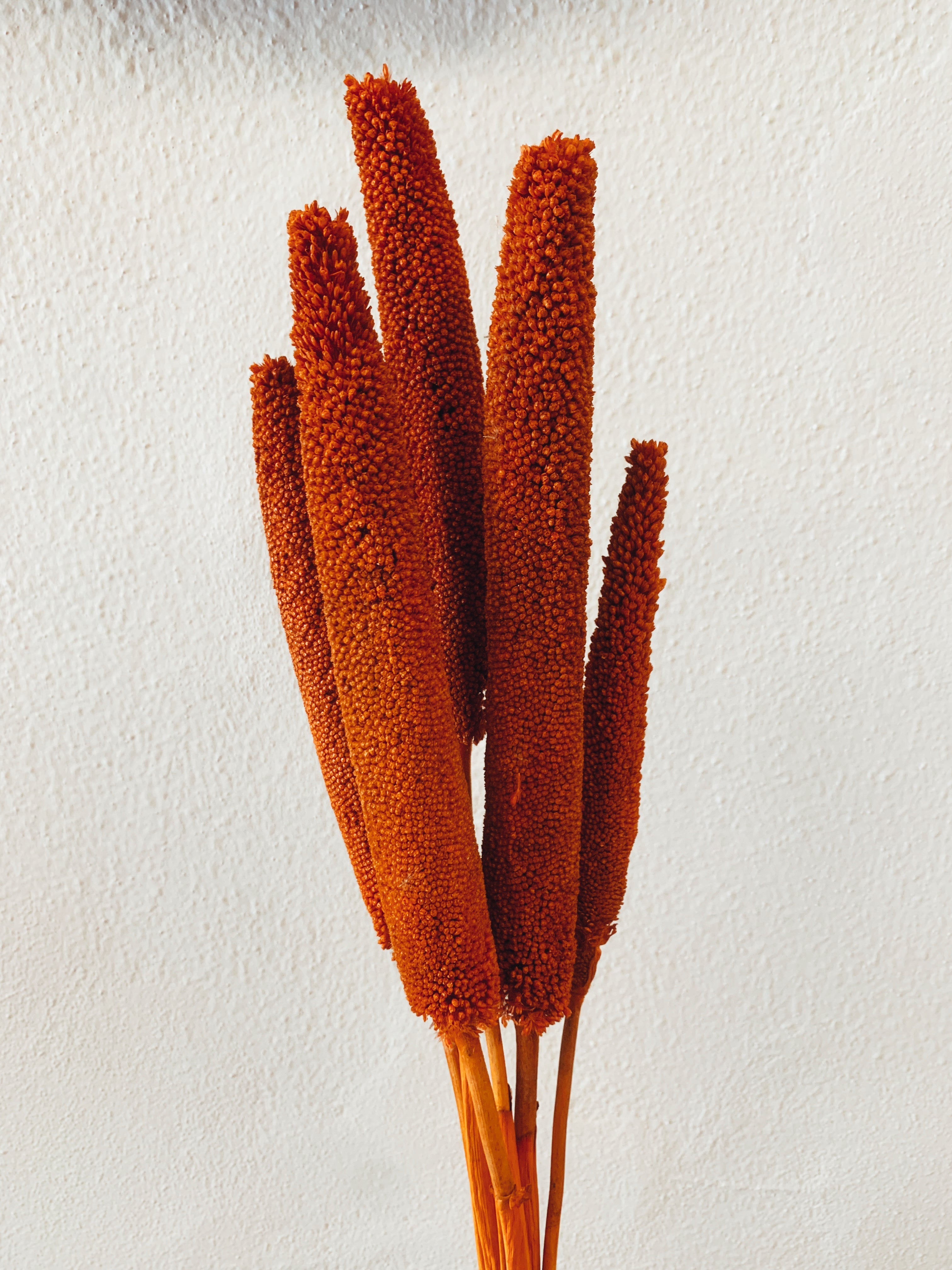 Dried Babala Flowers Orange