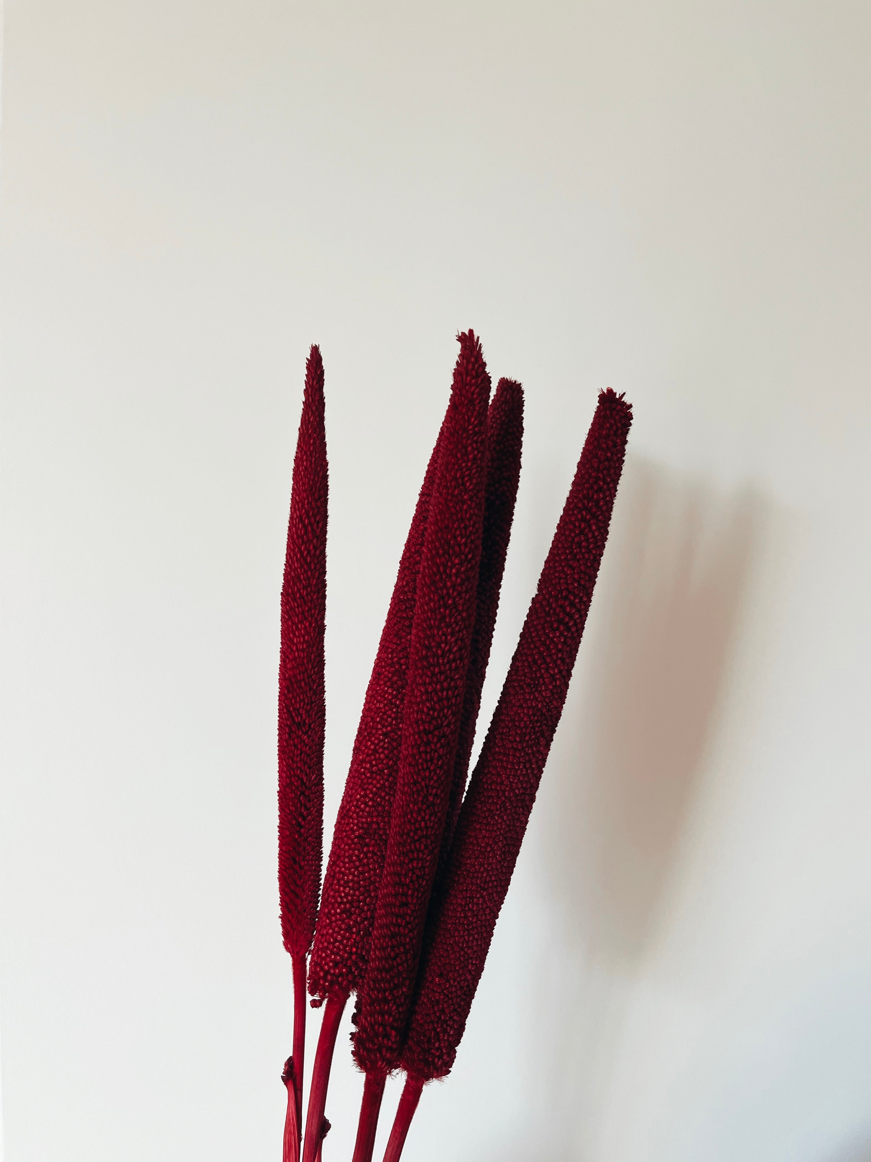 Dried Flowers Babala Bordeaux