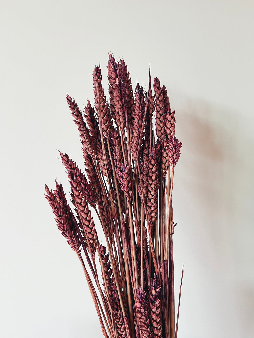 Dried Flowers Purple Wheat