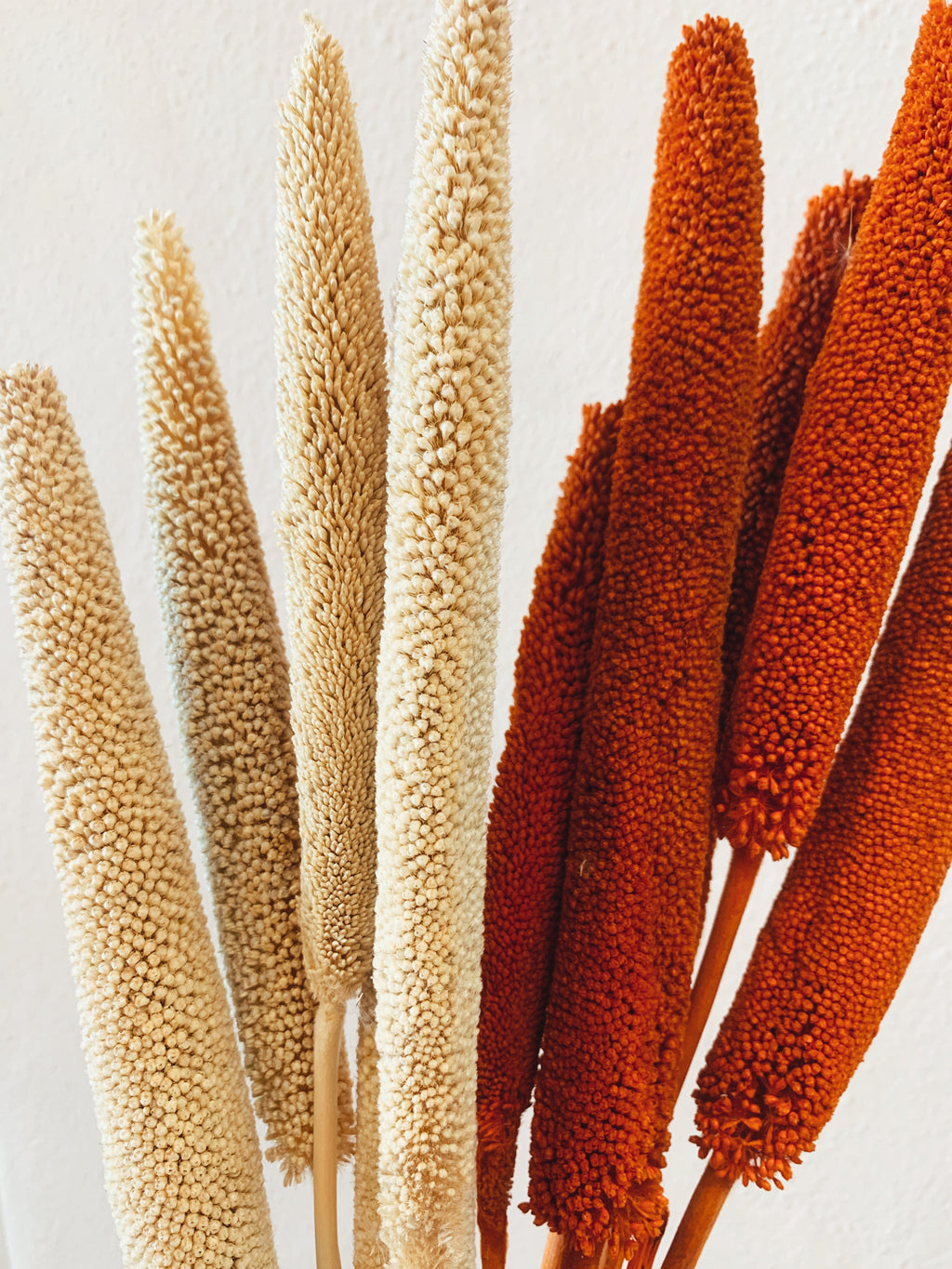 Dried Babala Flowers Orange