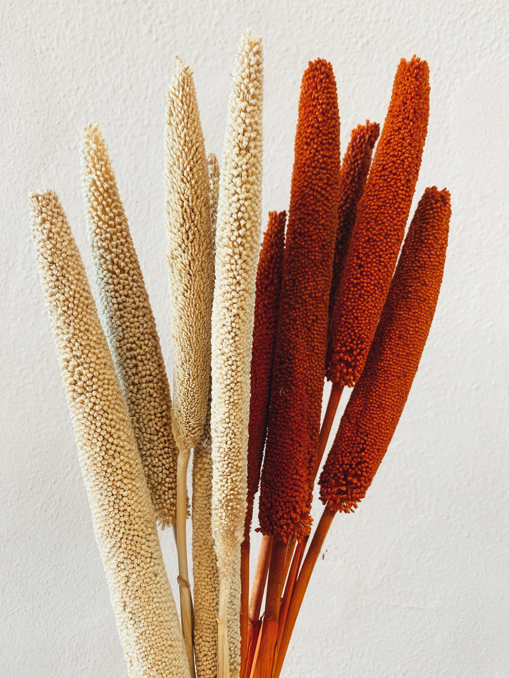 Dried Babala Flowers Orange