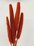 Dried Babala Flowers Orange