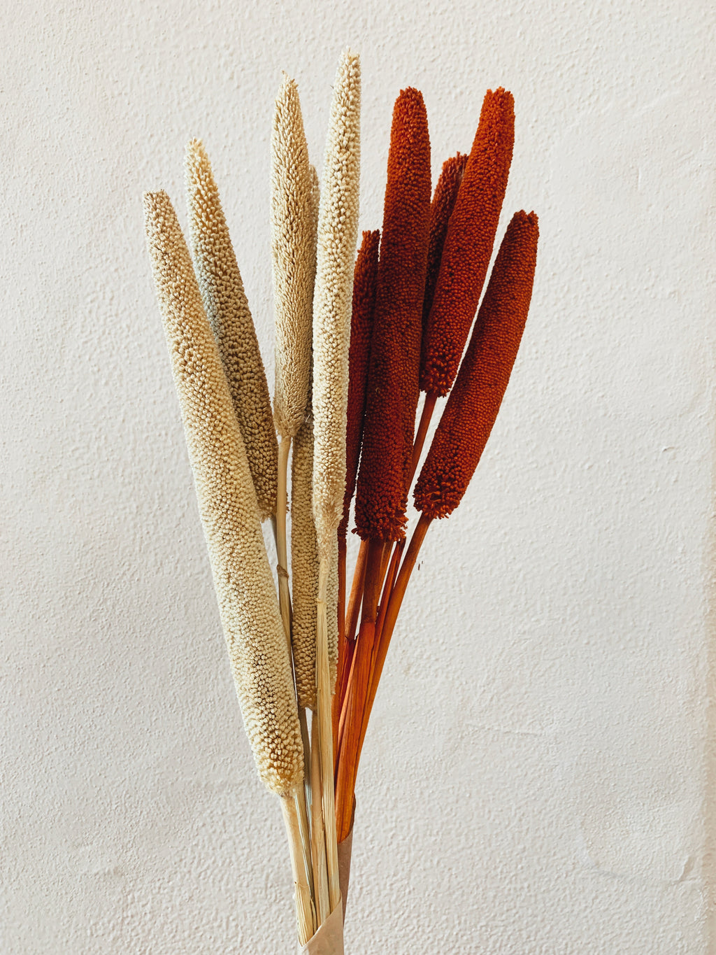 Dried Babala Flowers Orange