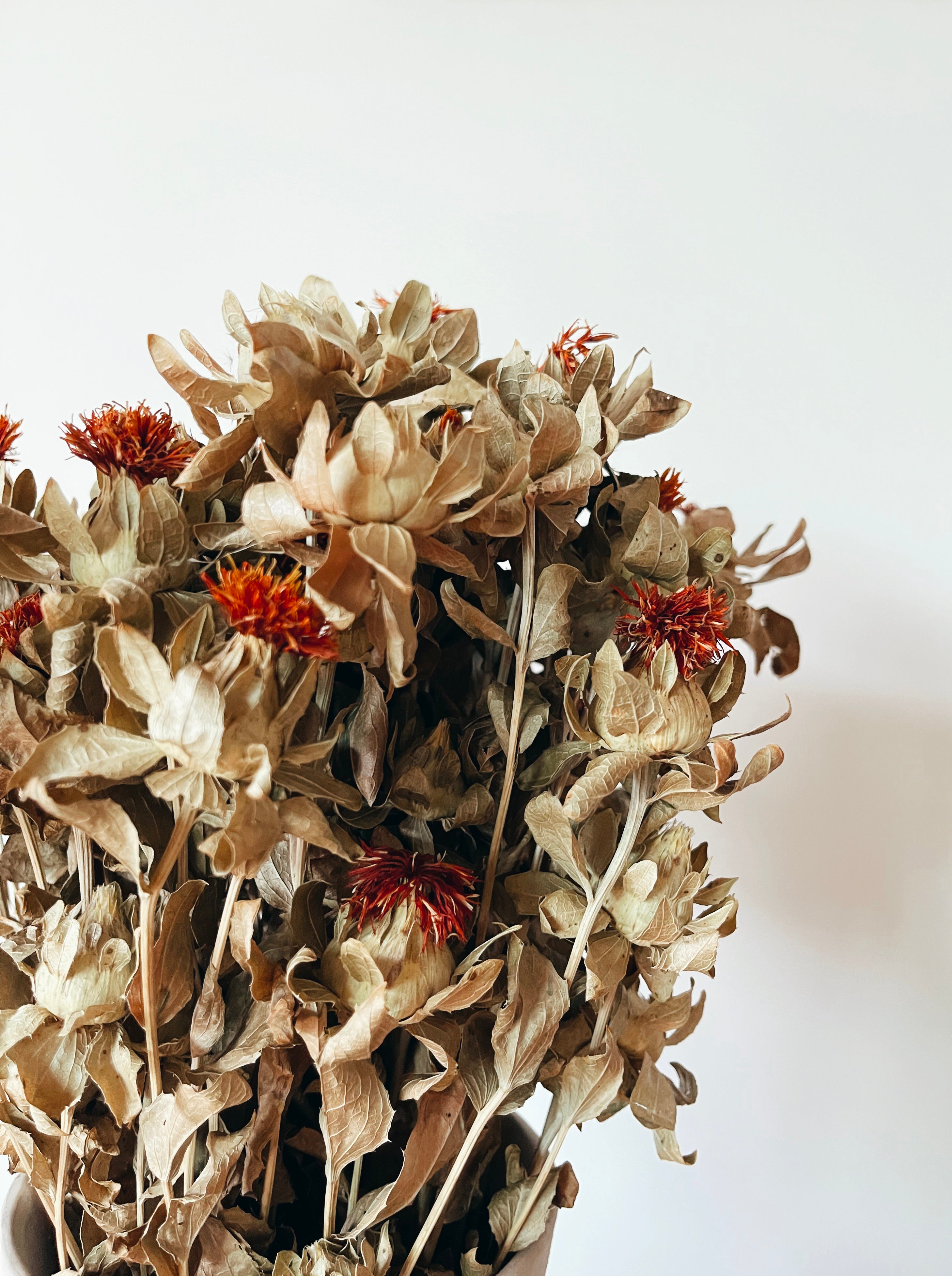 Dried Carthamus Flowers