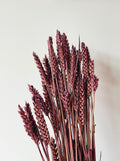 Dried Flowers Purple Wheat