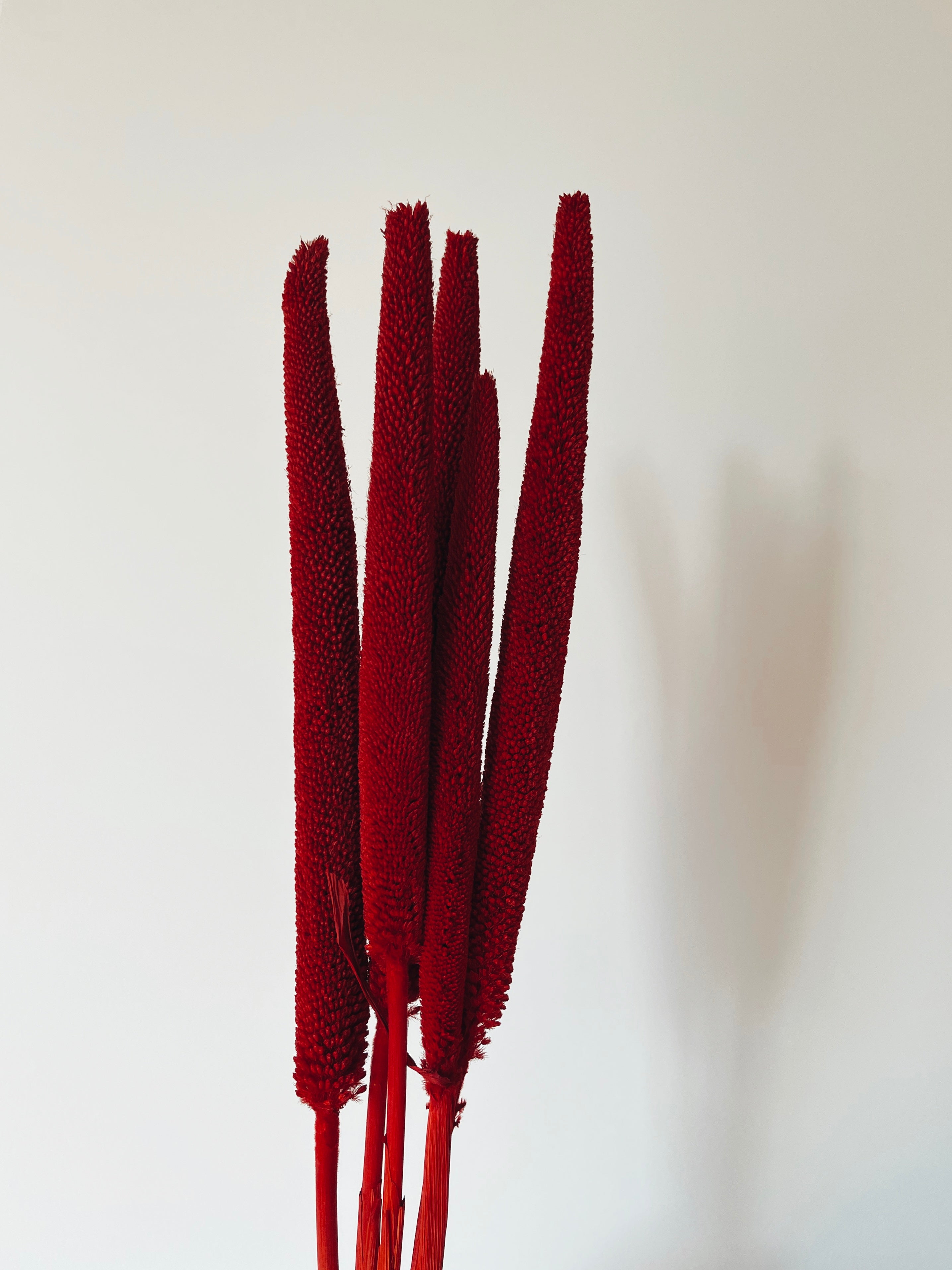 Dried Red Babala Flowers