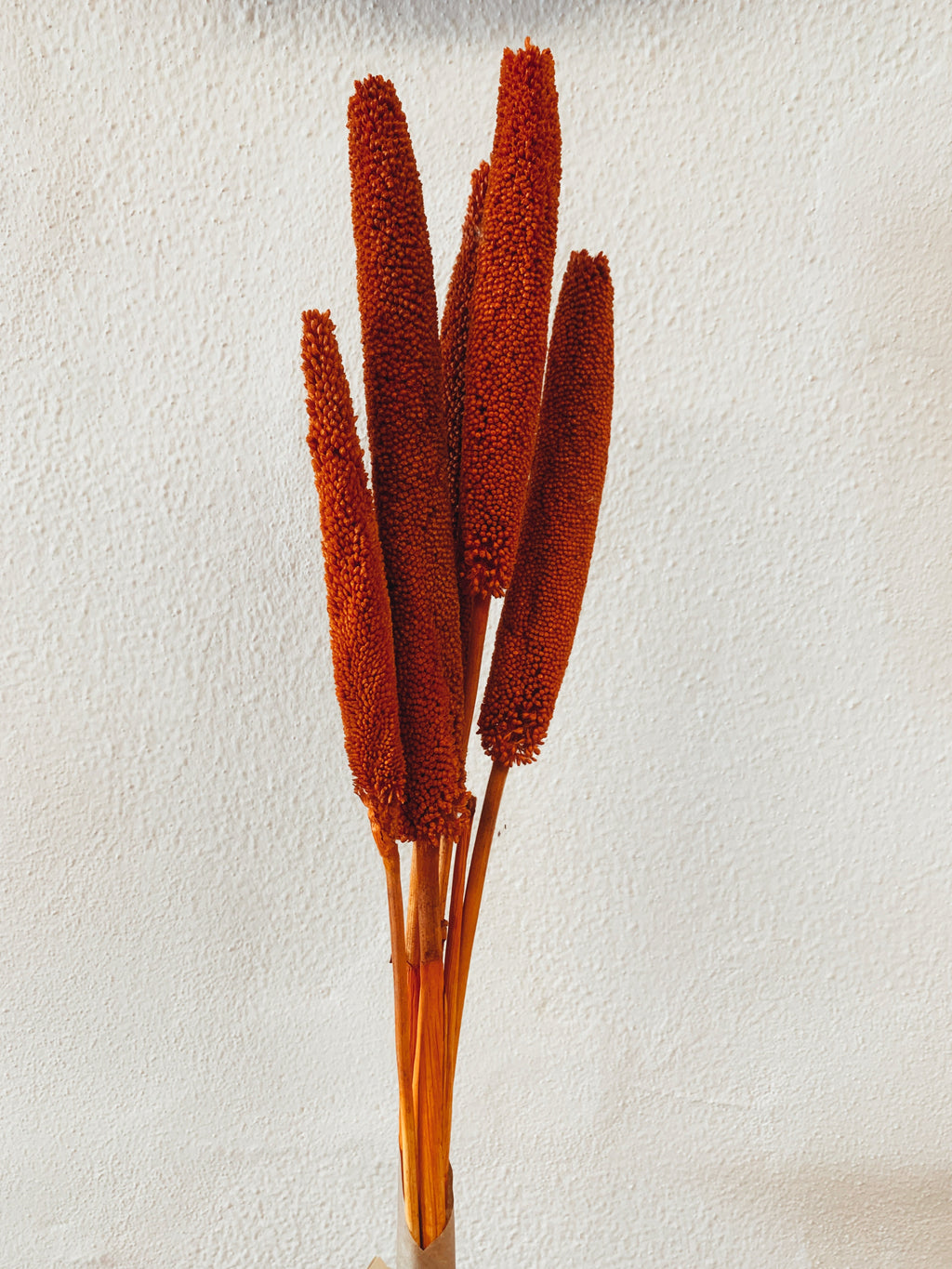 Dried Babala Flowers Orange