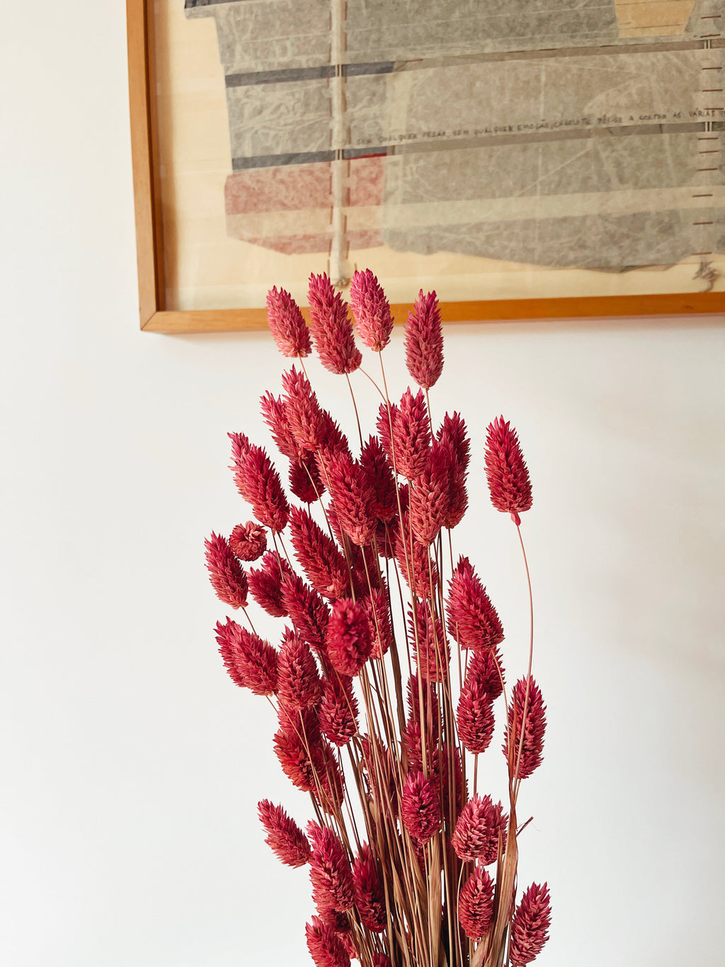 Dried Flowers Pink Phalaris