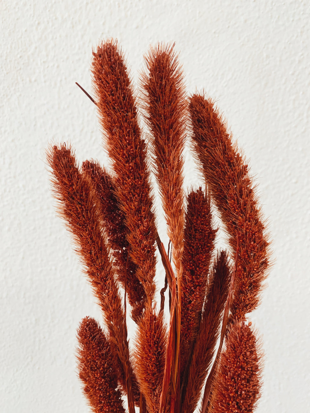 Dried Flowers Red Setaria