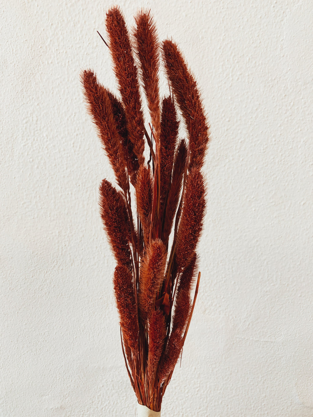 Dried Flowers Red Setaria