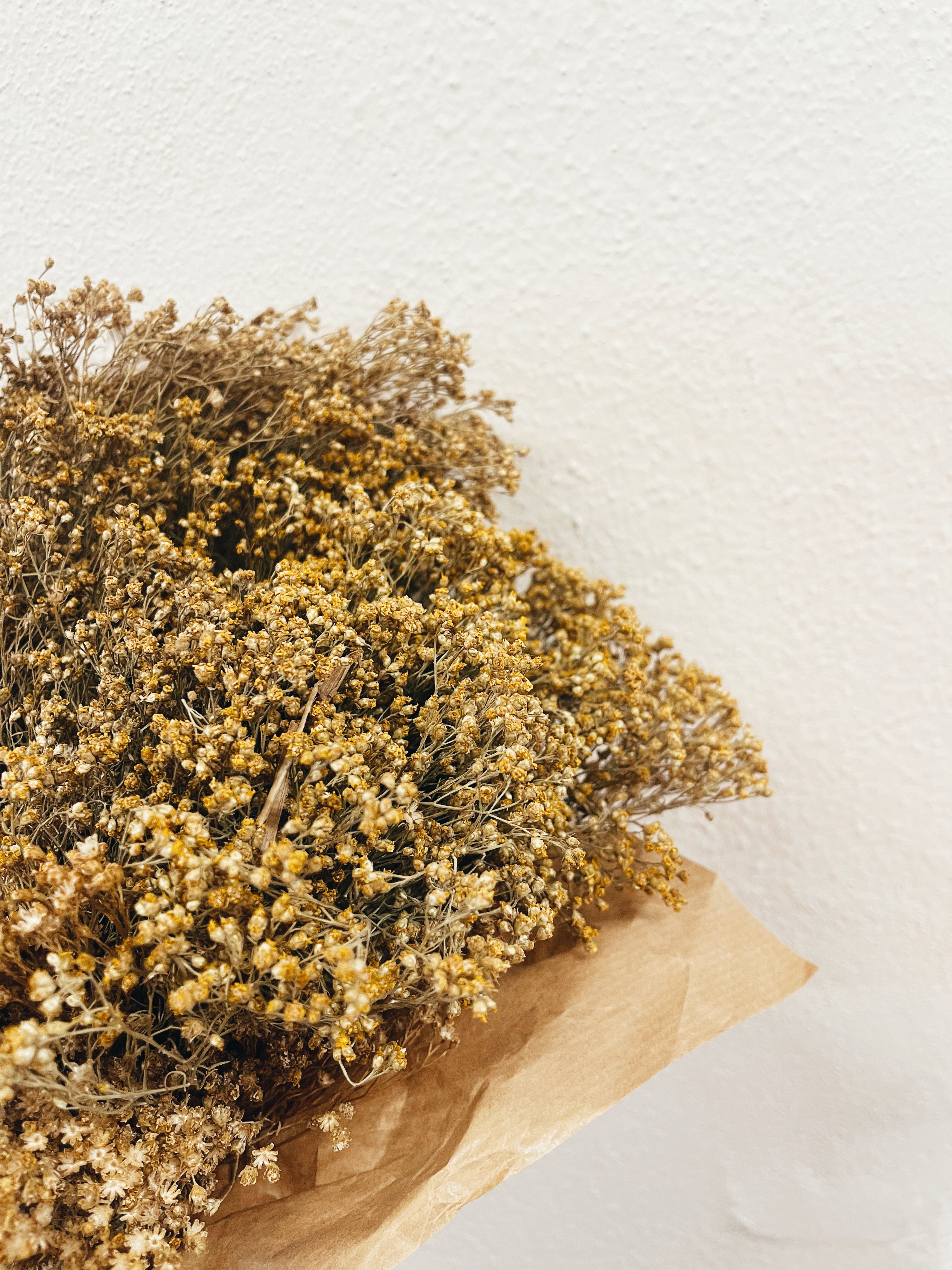 Dried Flowers Broom Bloom Natural